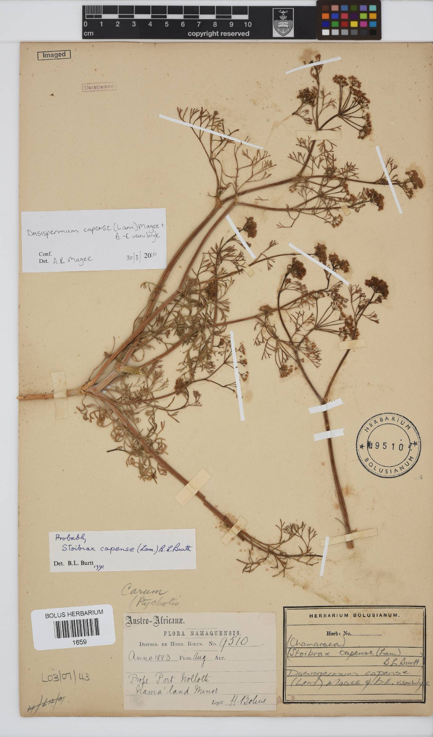 Dasispermum capense image