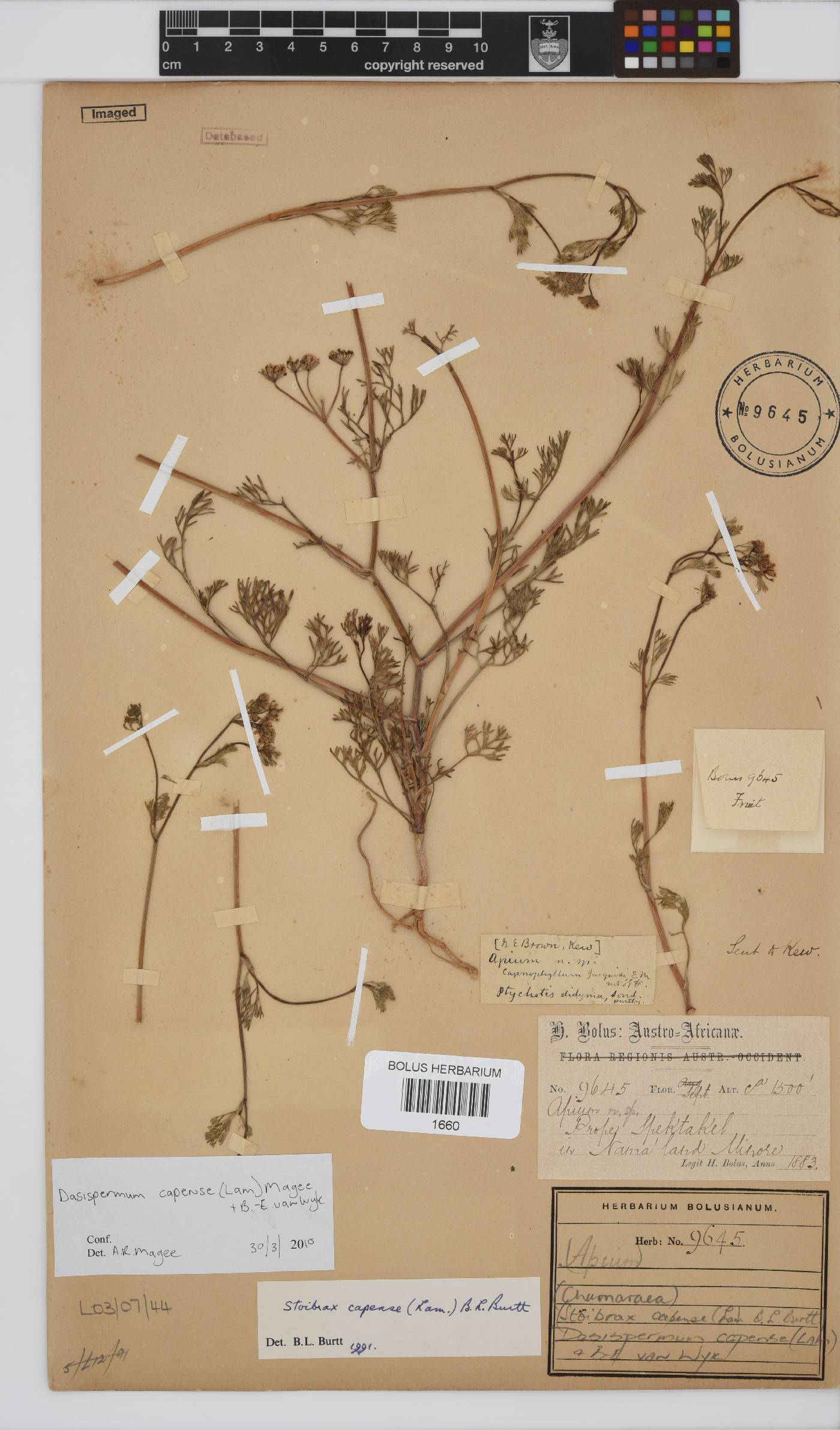Dasispermum capense image