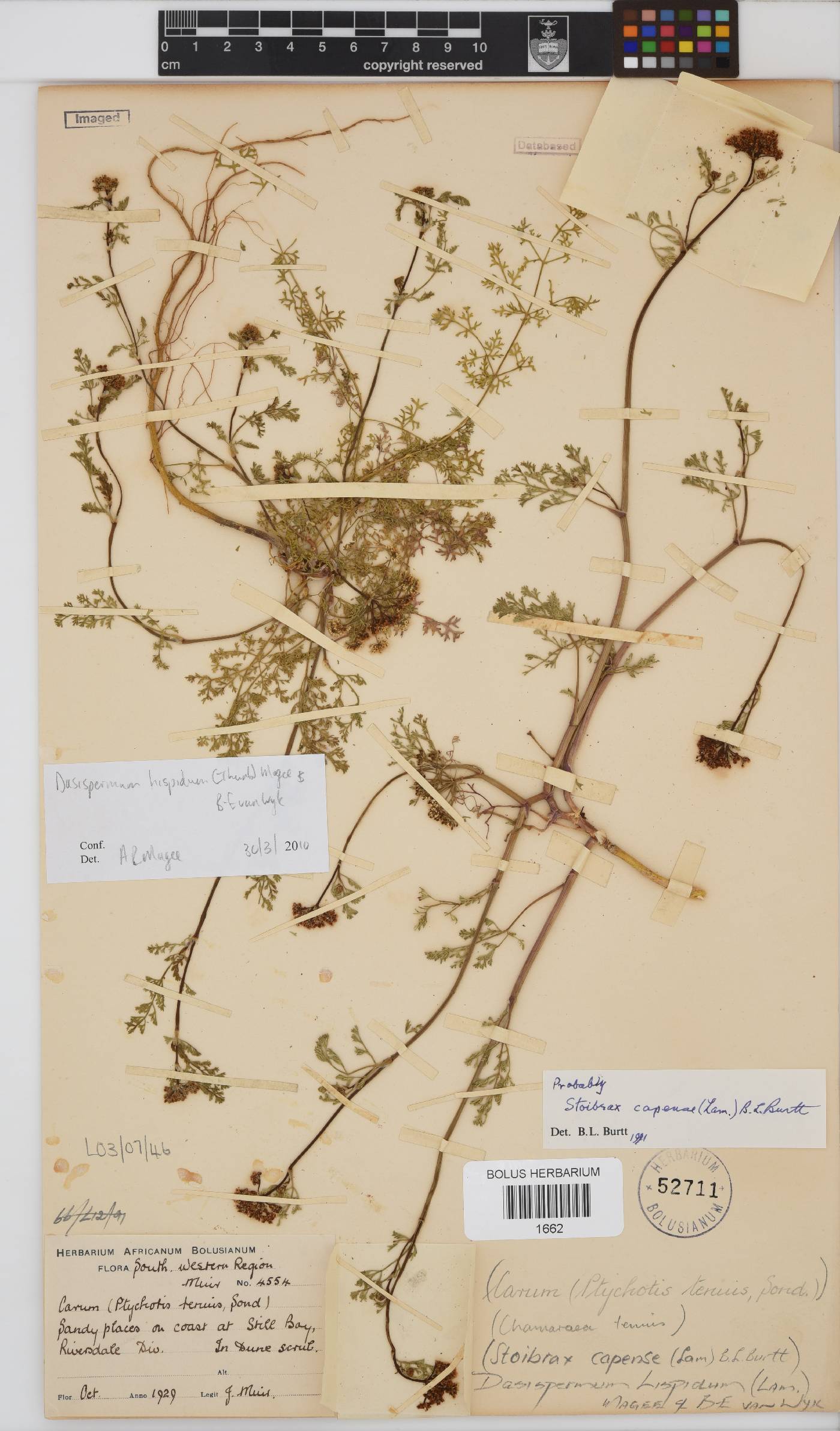 Dasispermum hispidum image