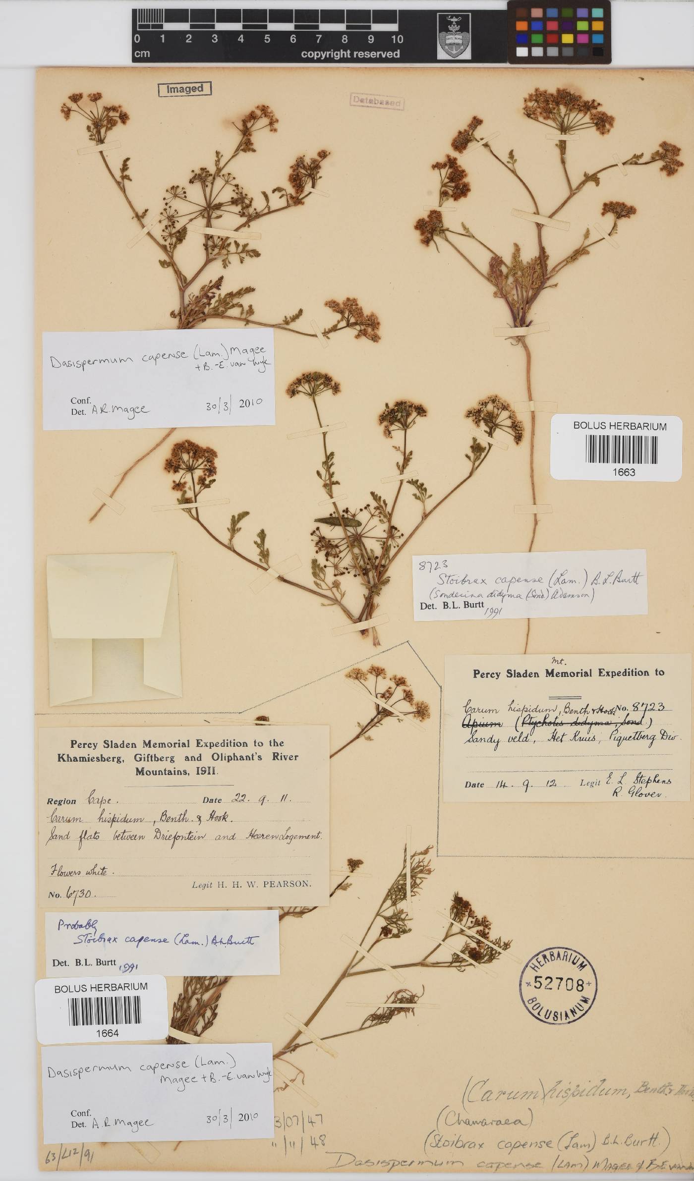 Dasispermum capense image
