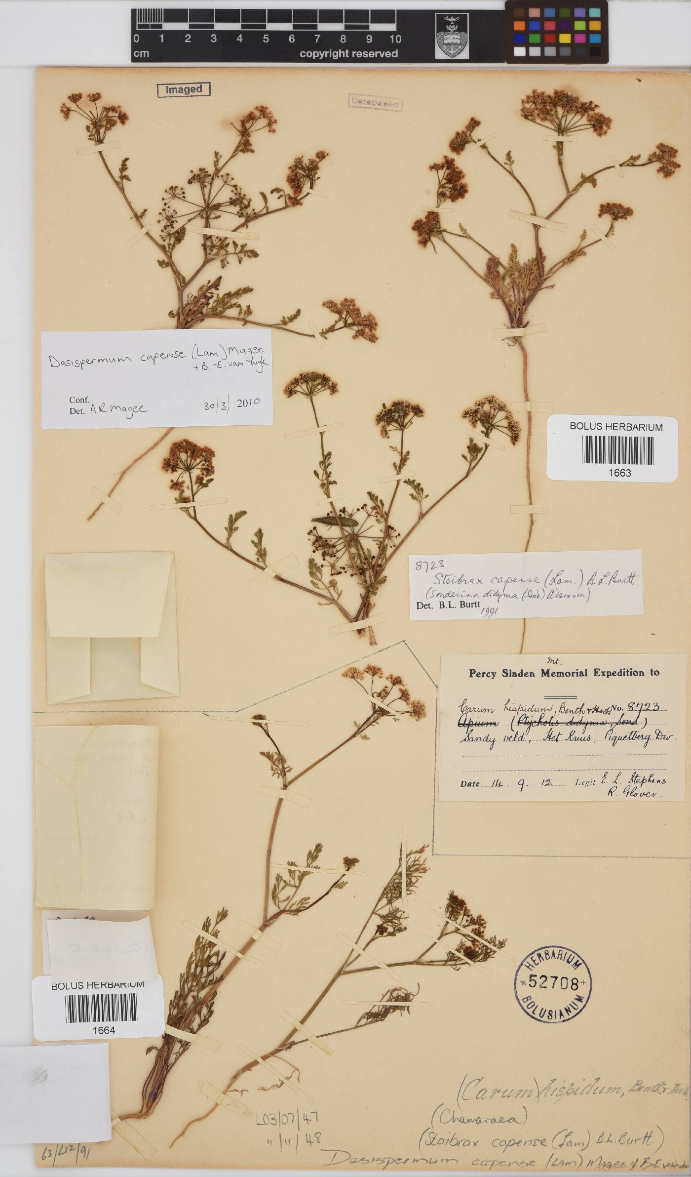 Dasispermum capense image