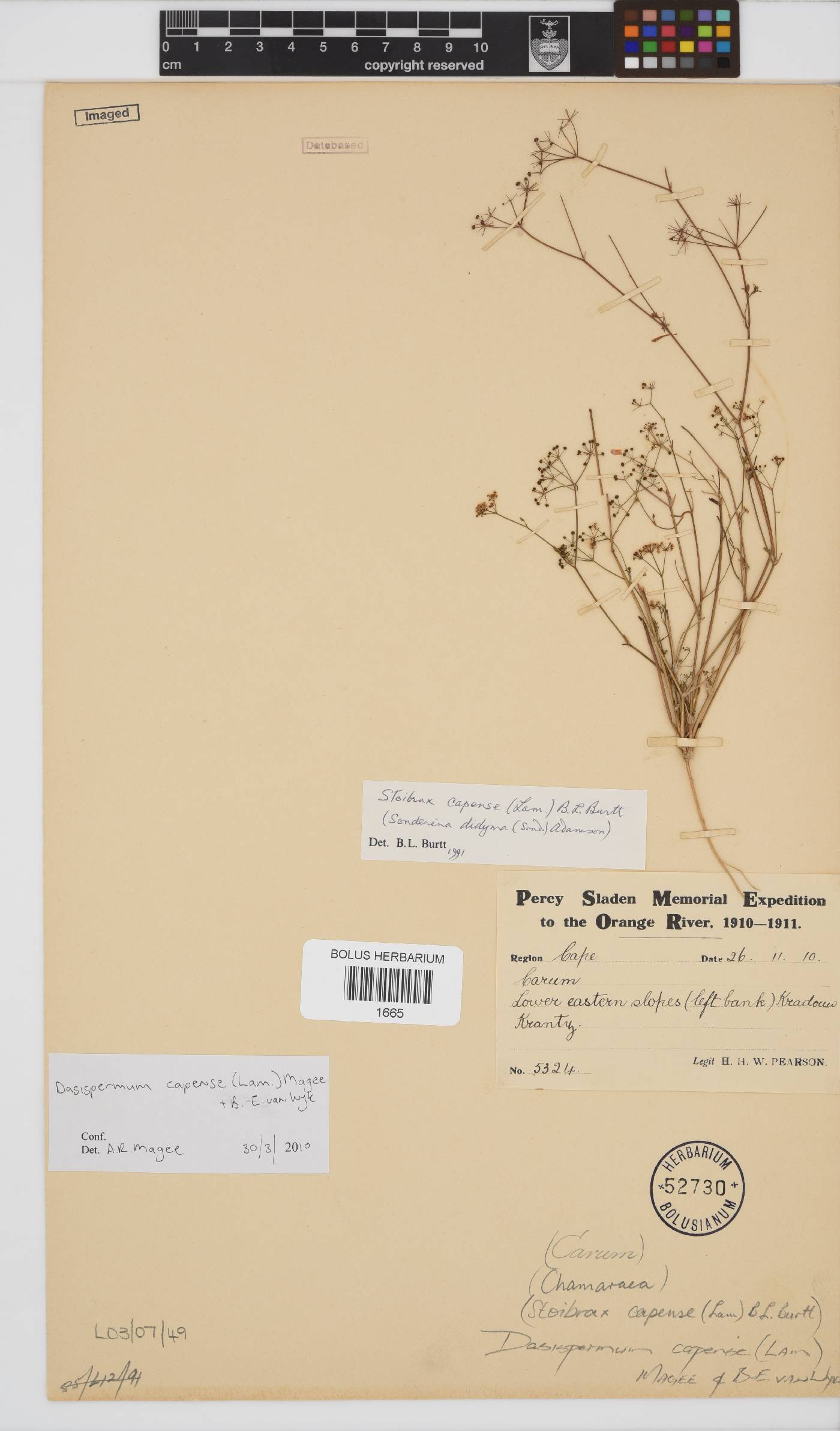 Dasispermum capense image