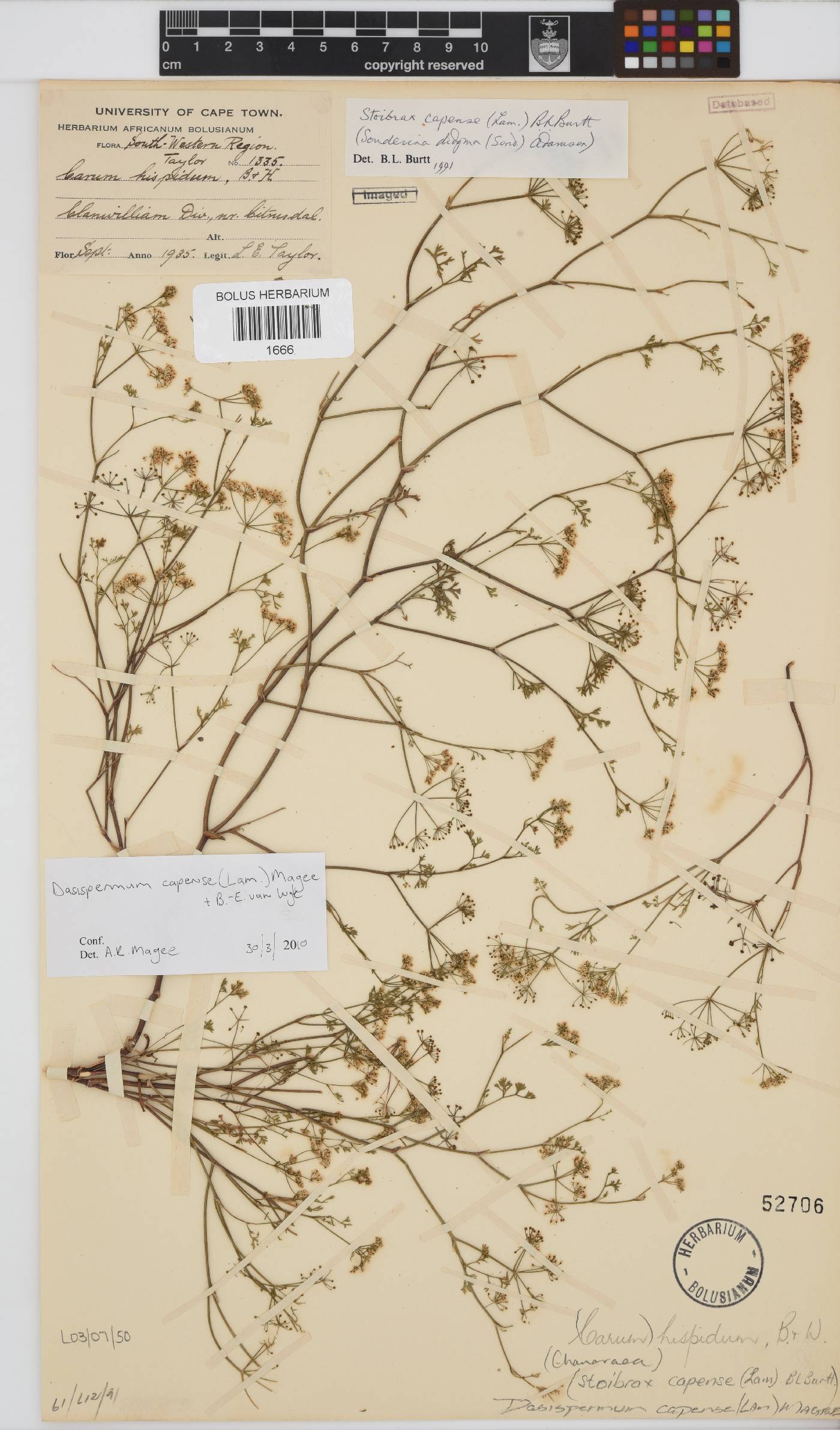 Dasispermum capense image