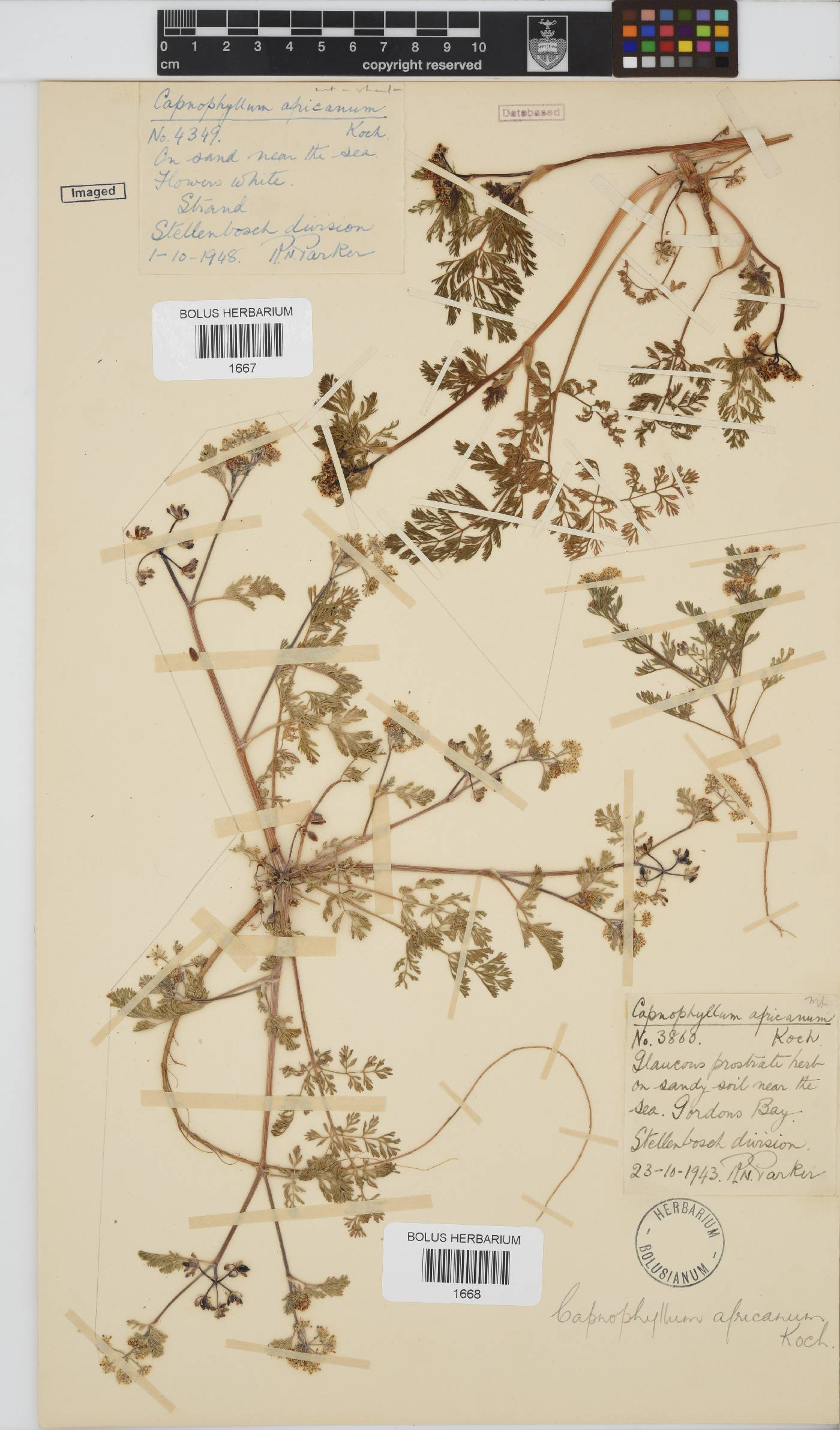 Capnophyllum africanum image