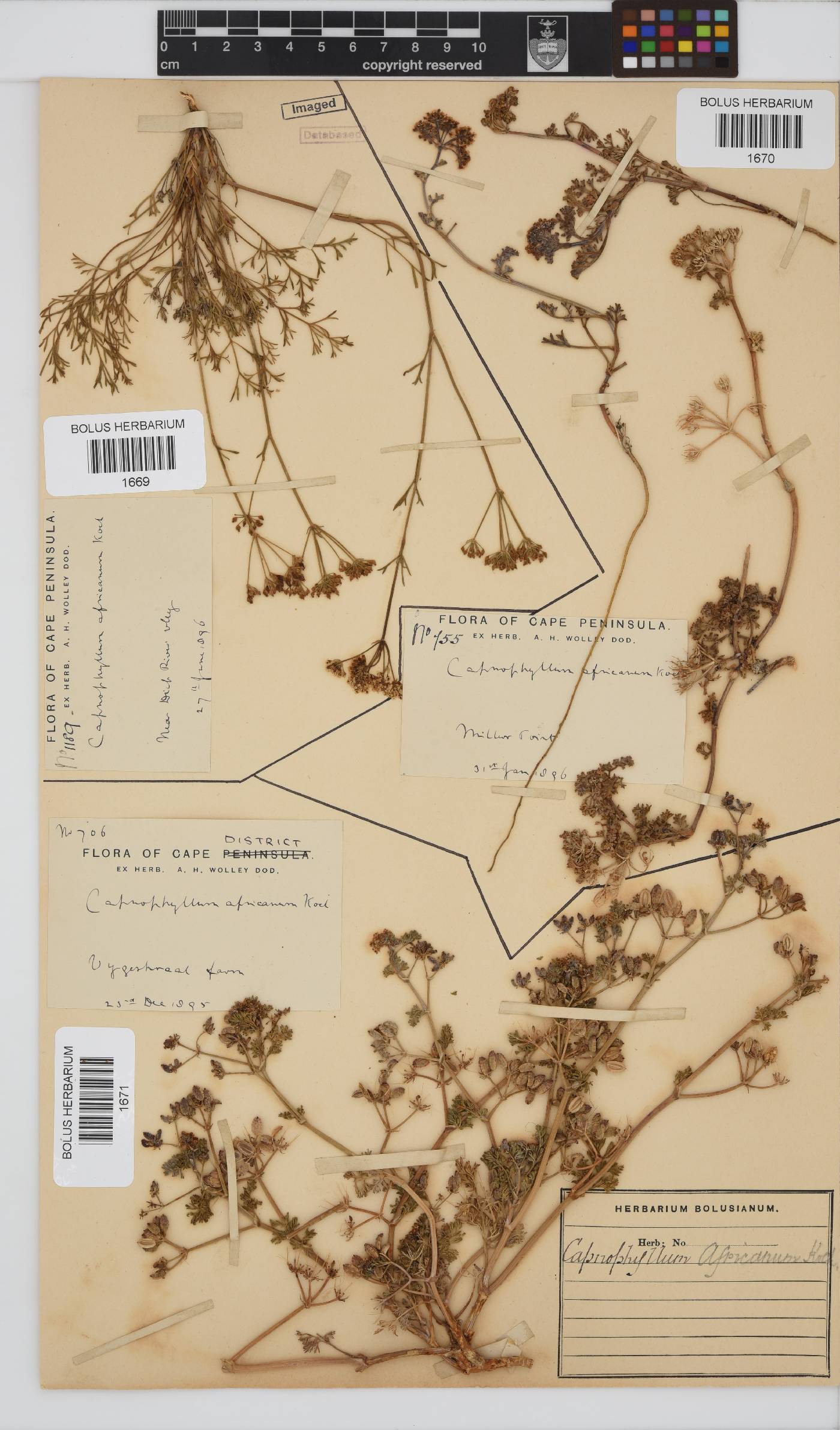 Capnophyllum africanum image