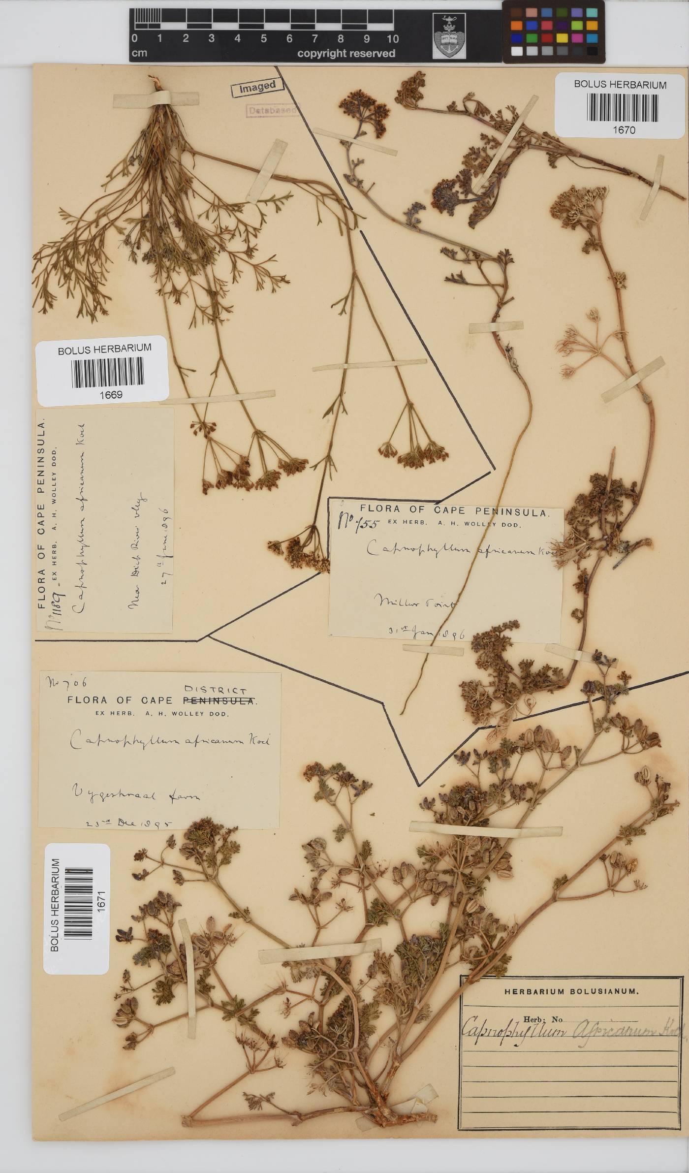 Capnophyllum africanum image