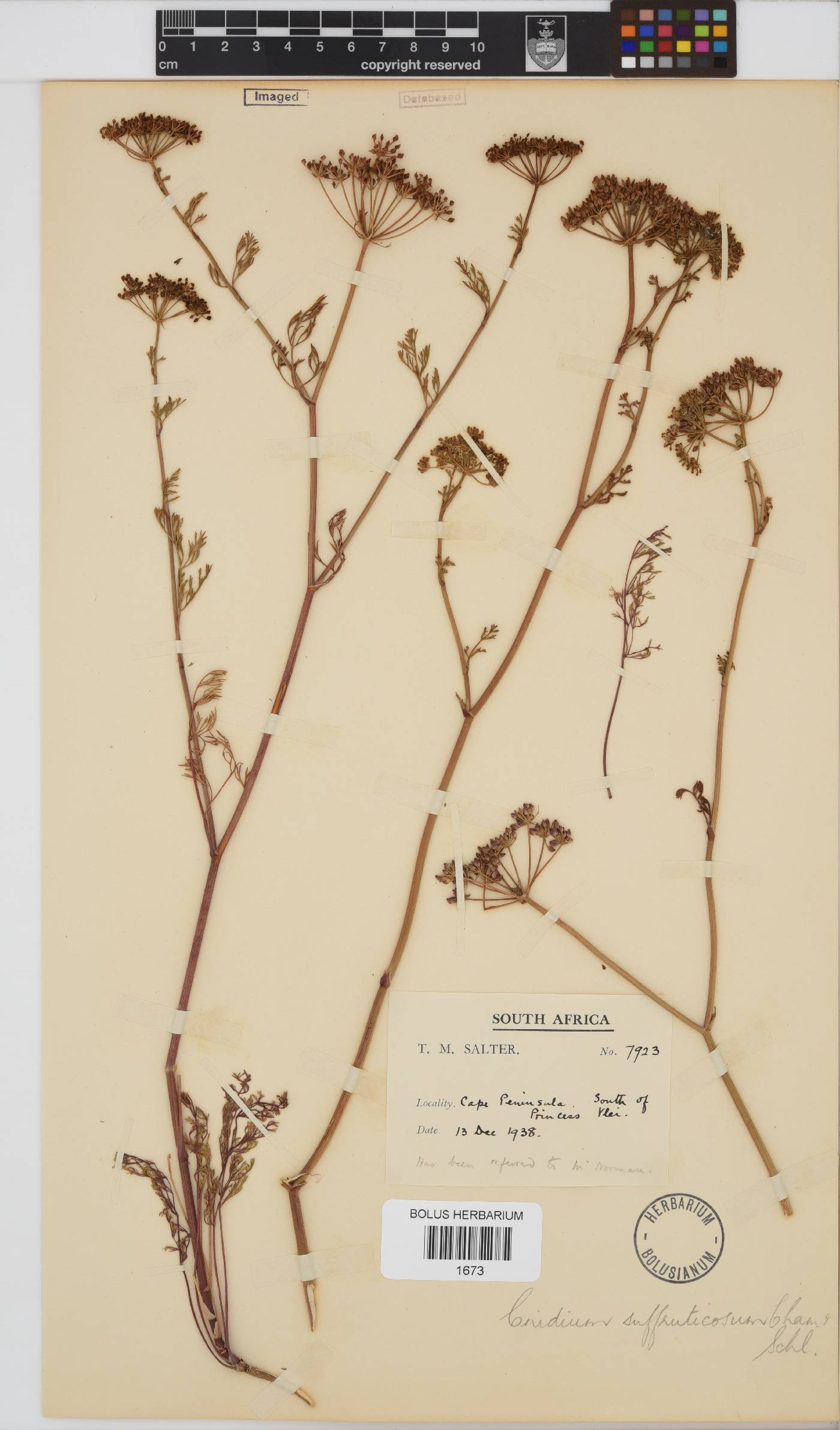 Dasispermum hispidum image