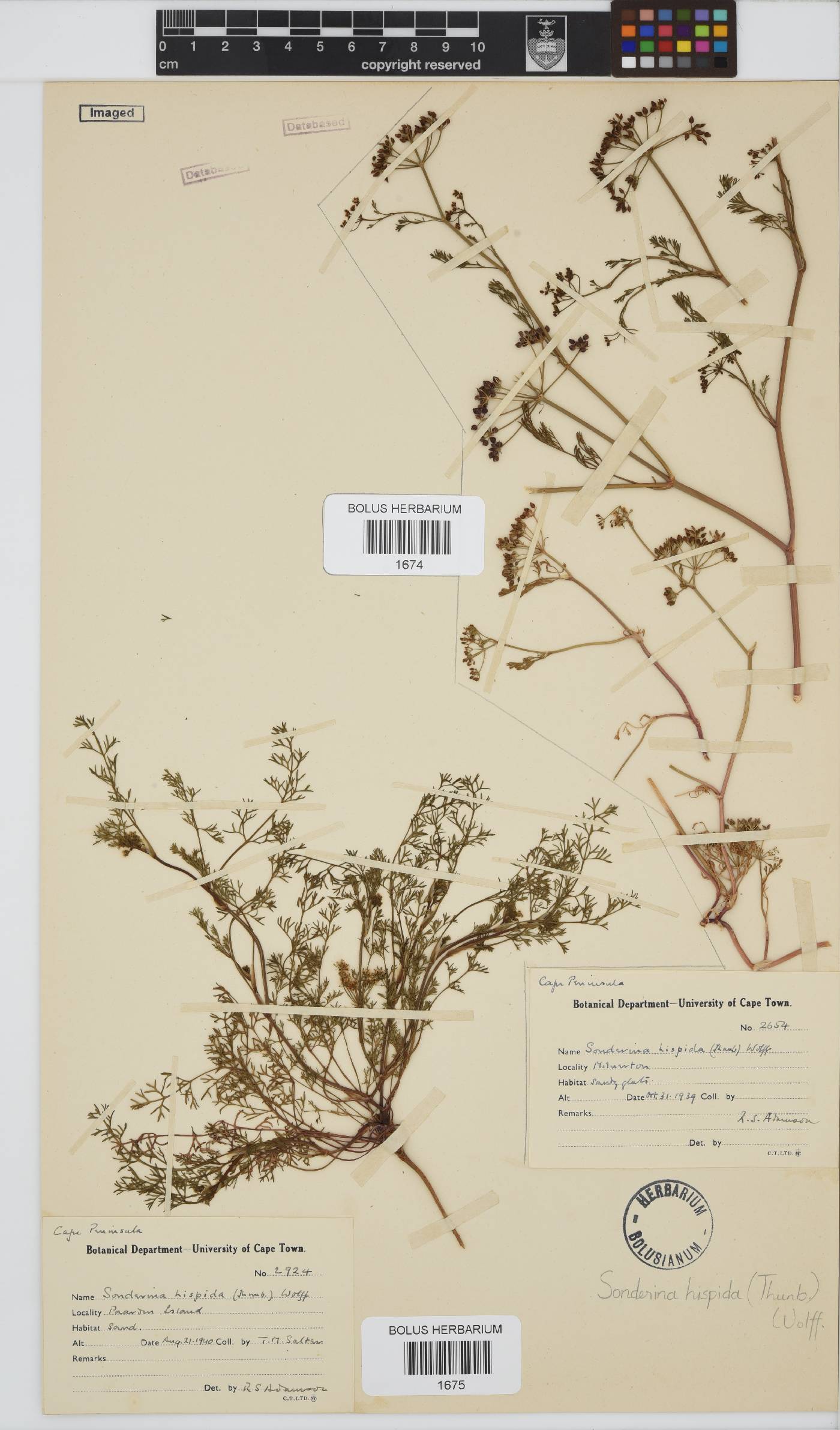 Dasispermum hispidum image