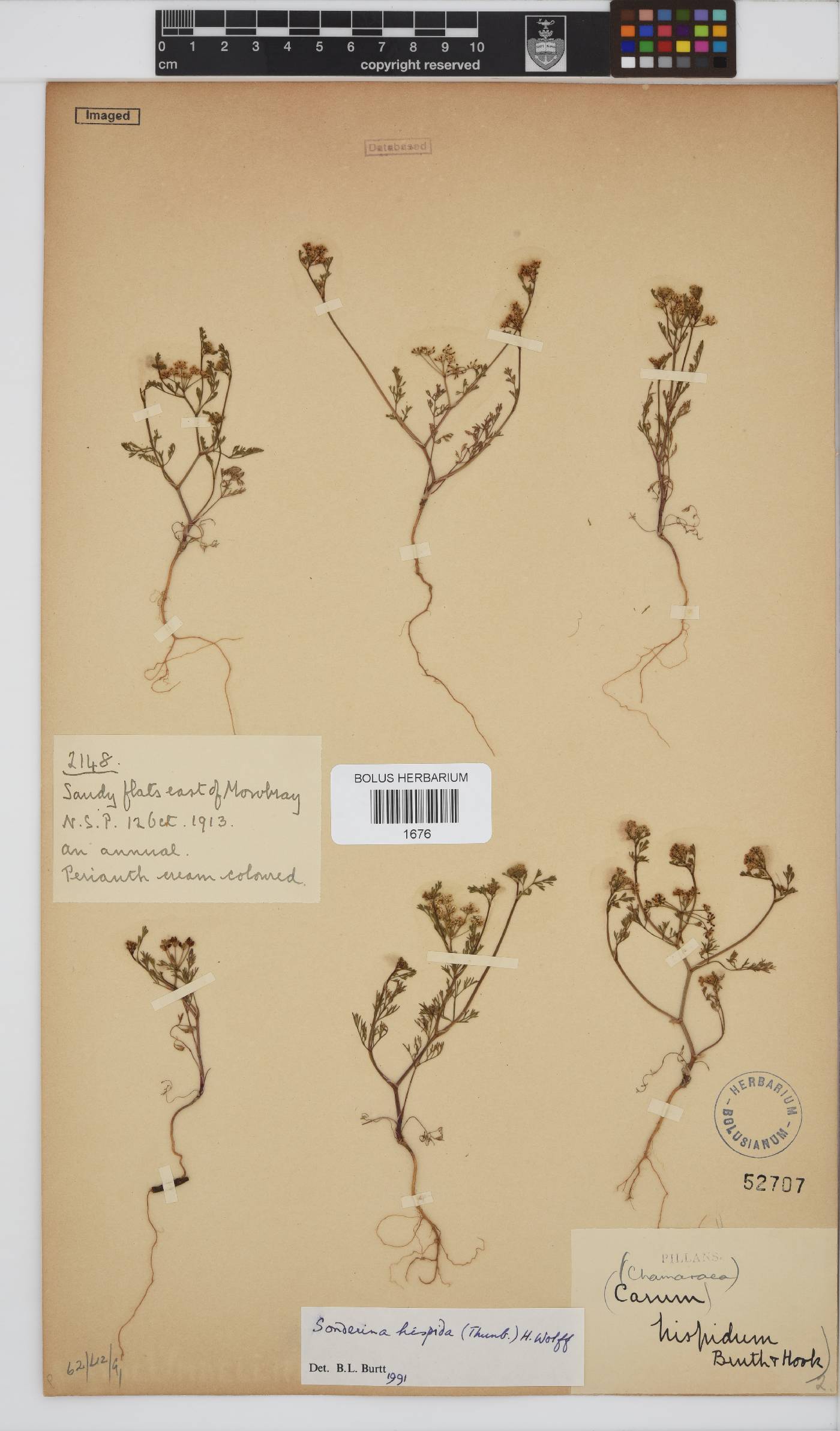 Dasispermum hispidum image