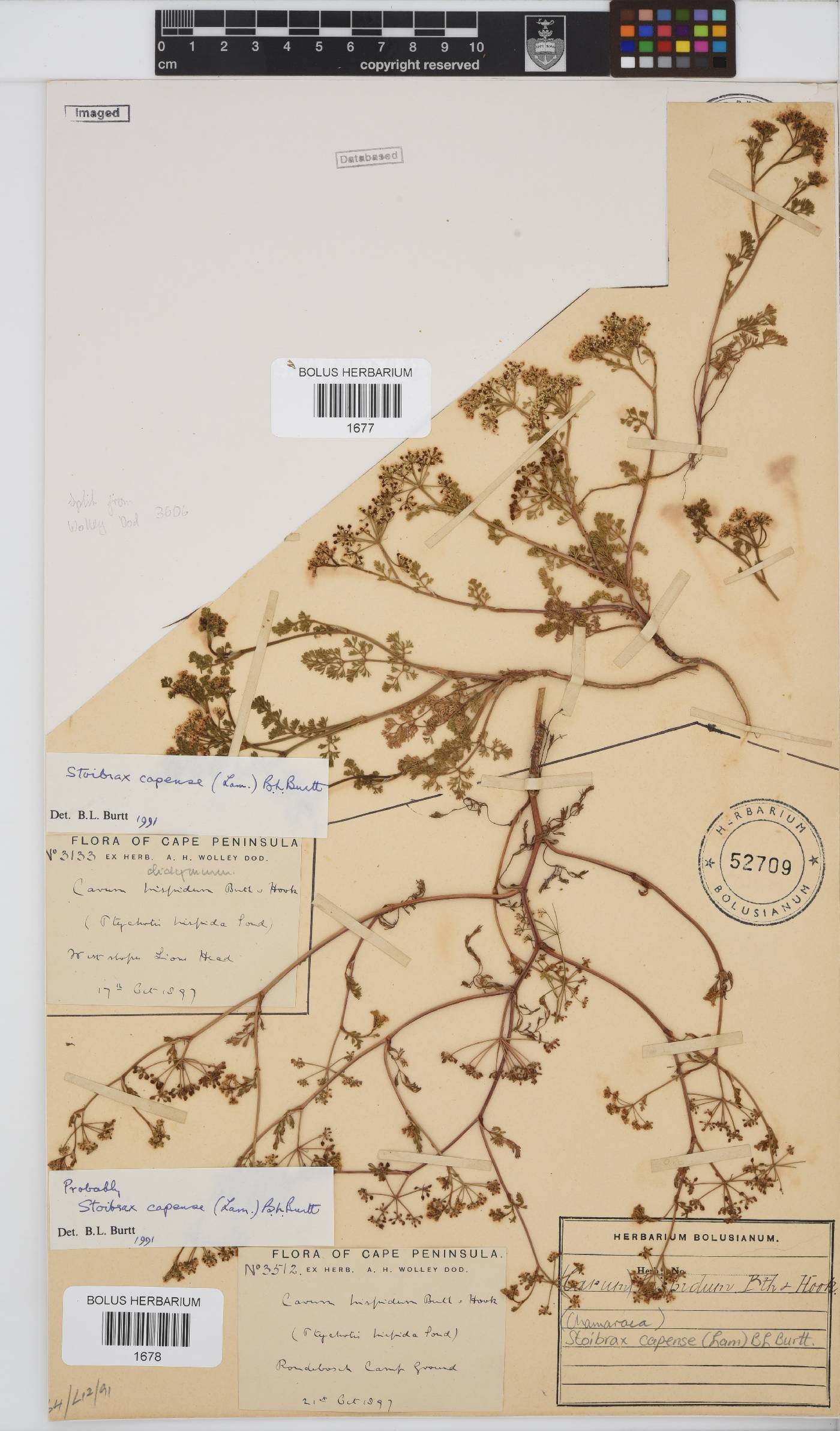 Dasispermum capense image