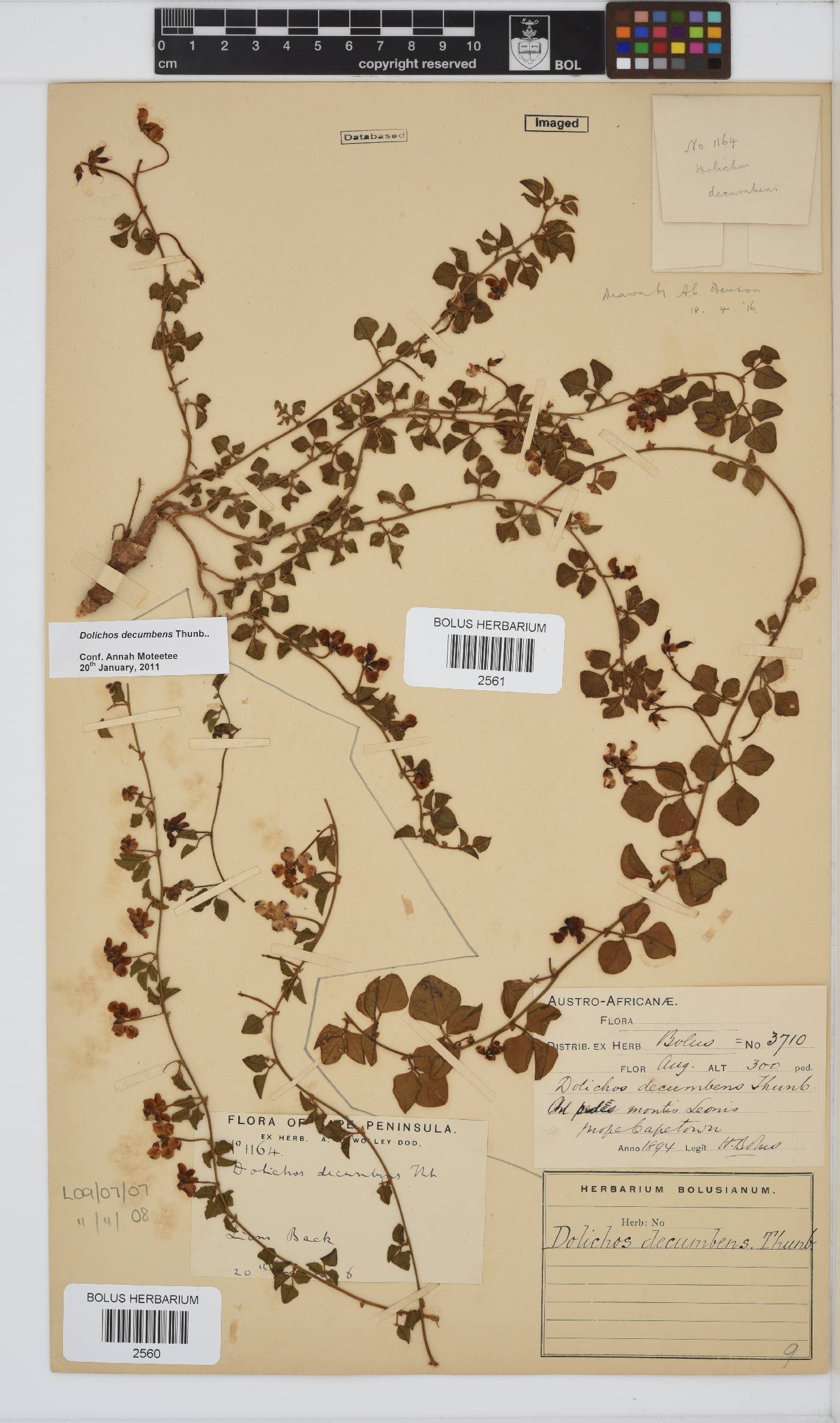 Dolichos decumbens image