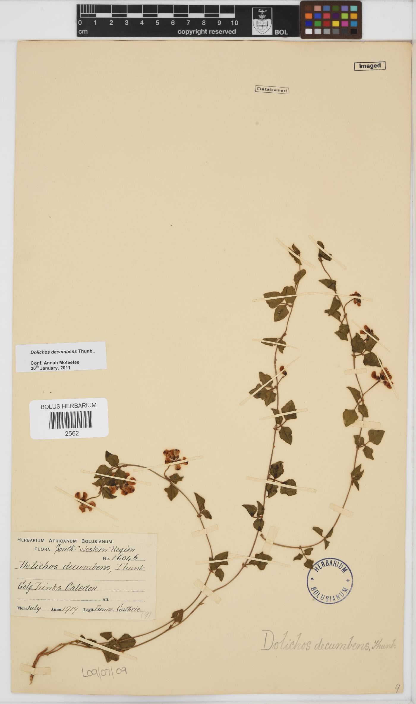 Dolichos decumbens image