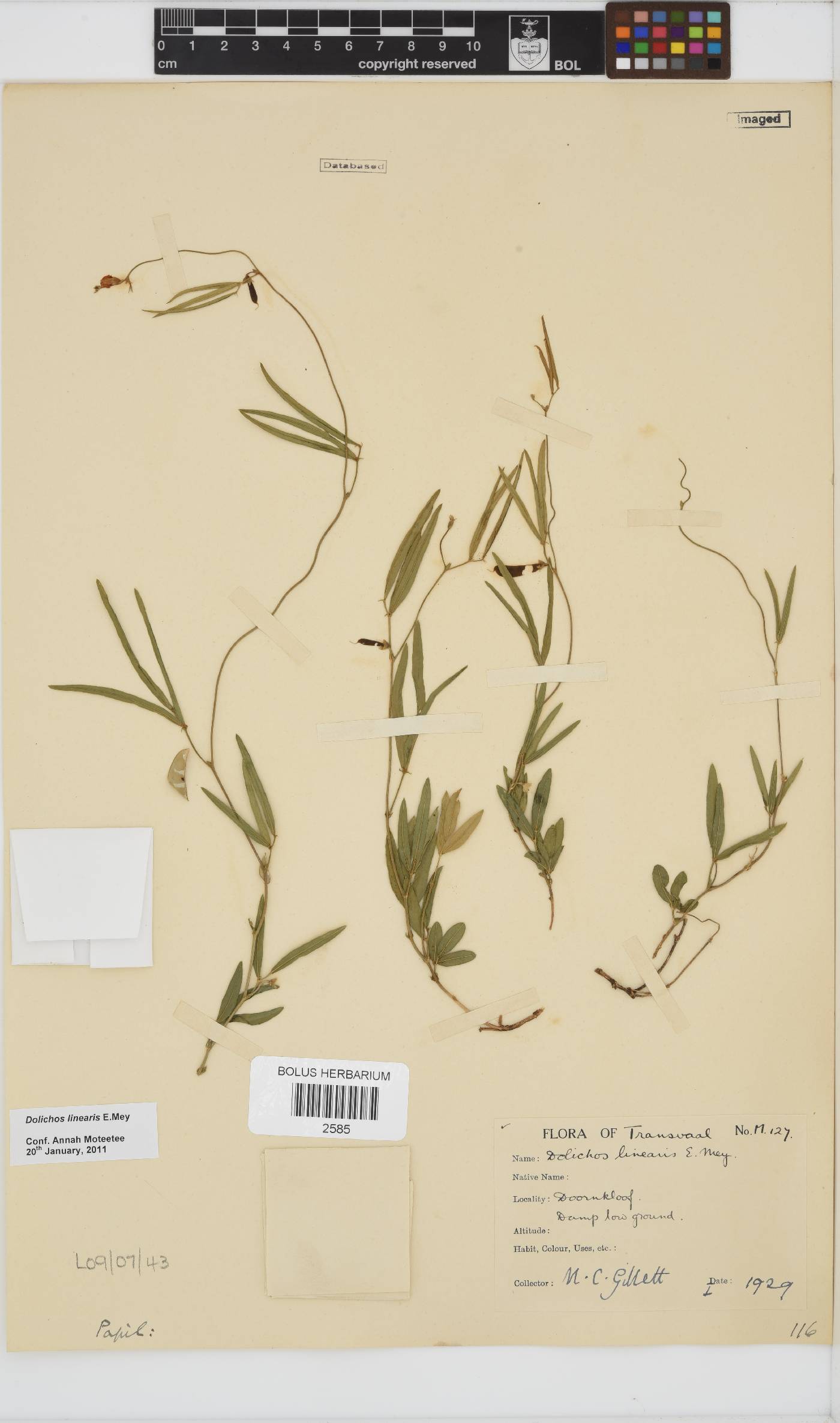 Dolichos linearis image