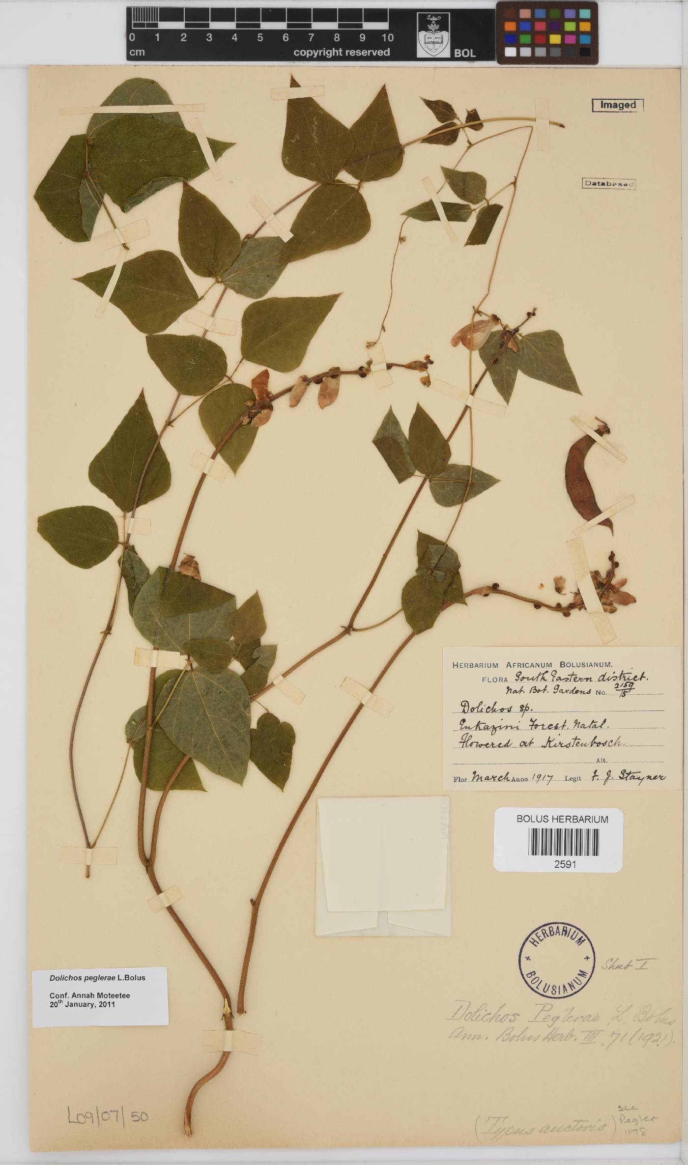Dolichos peglerae image