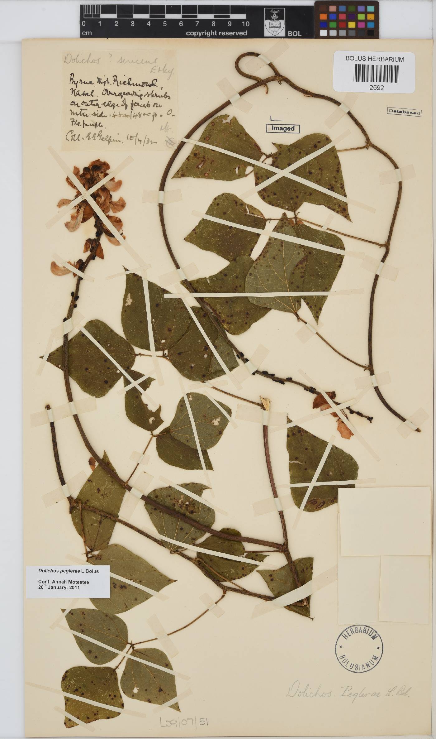 Dolichos peglerae image