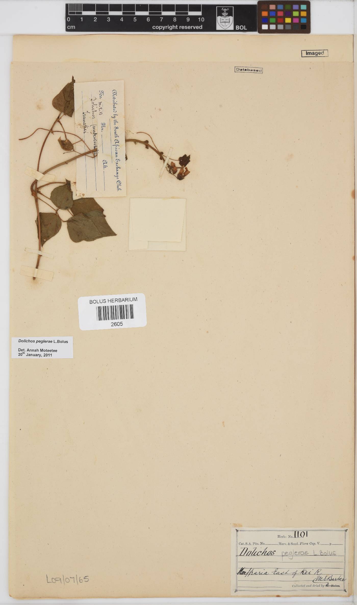 Dolichos peglerae image