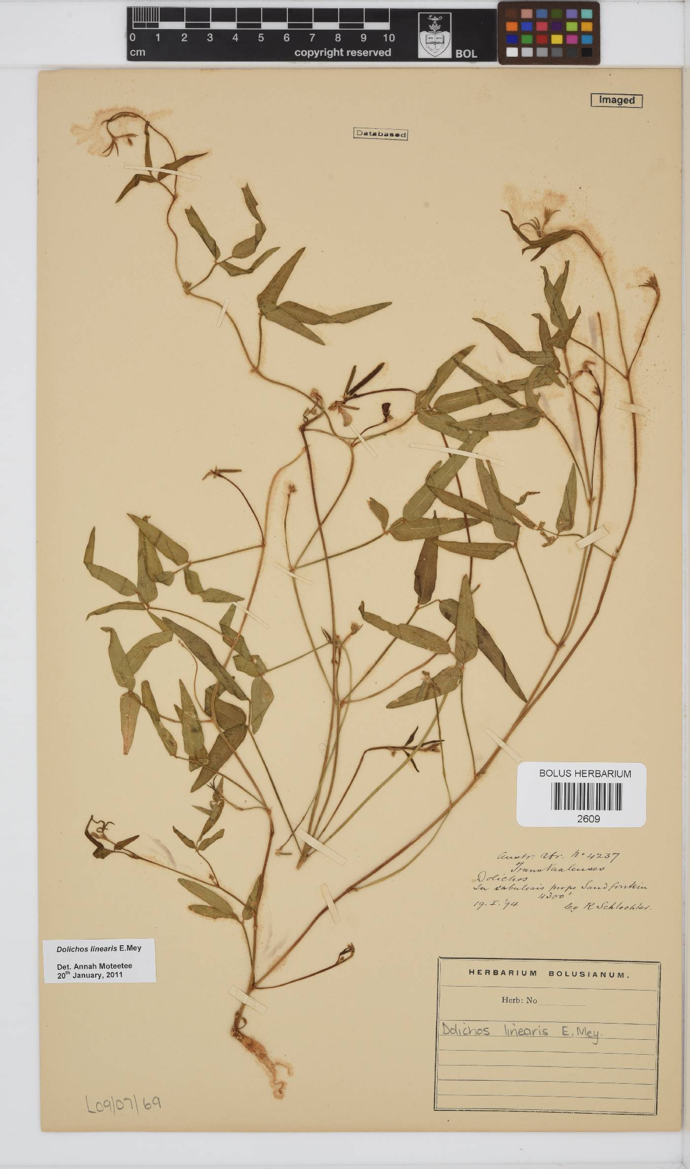 Dolichos linearis image