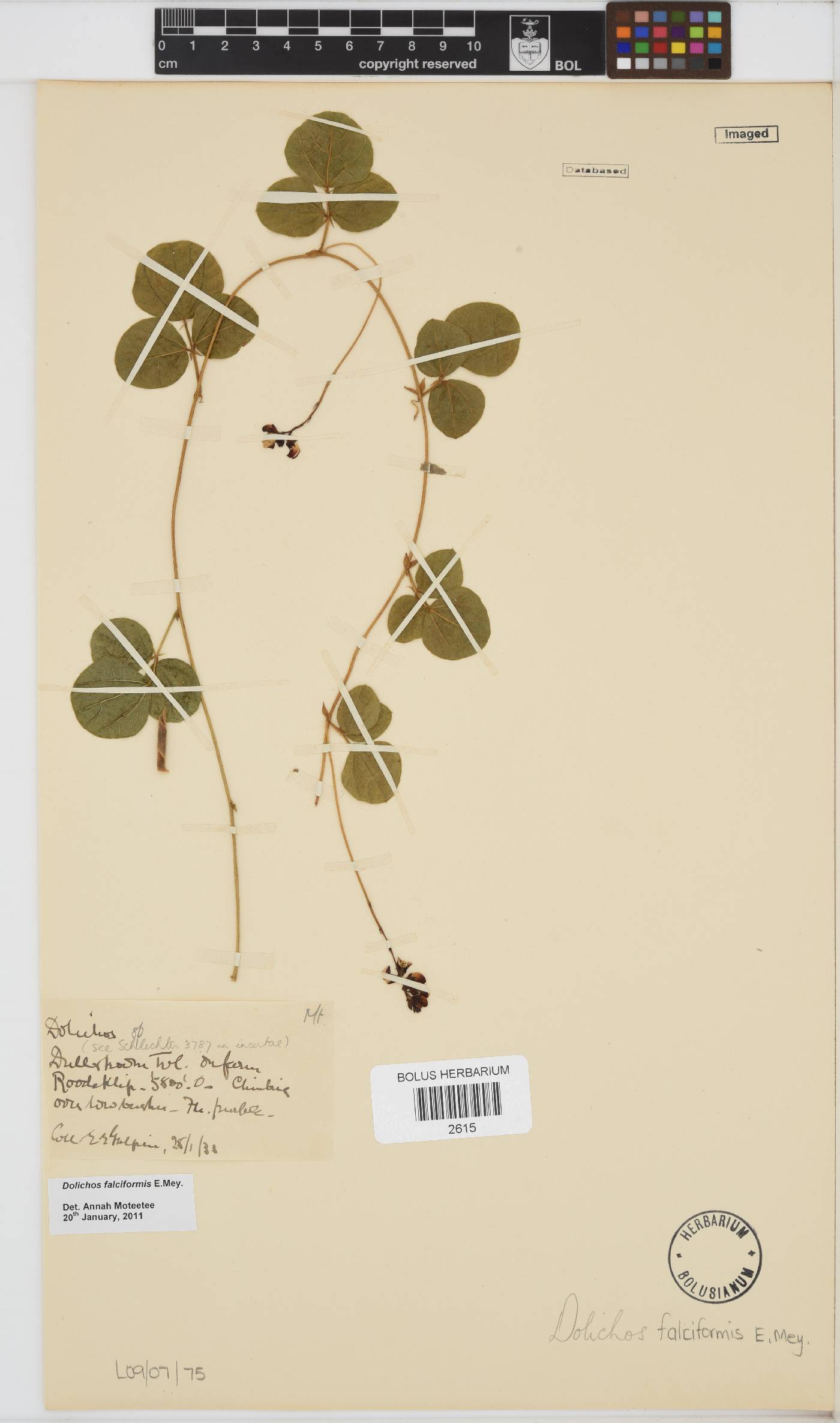Dolichos falciformis image