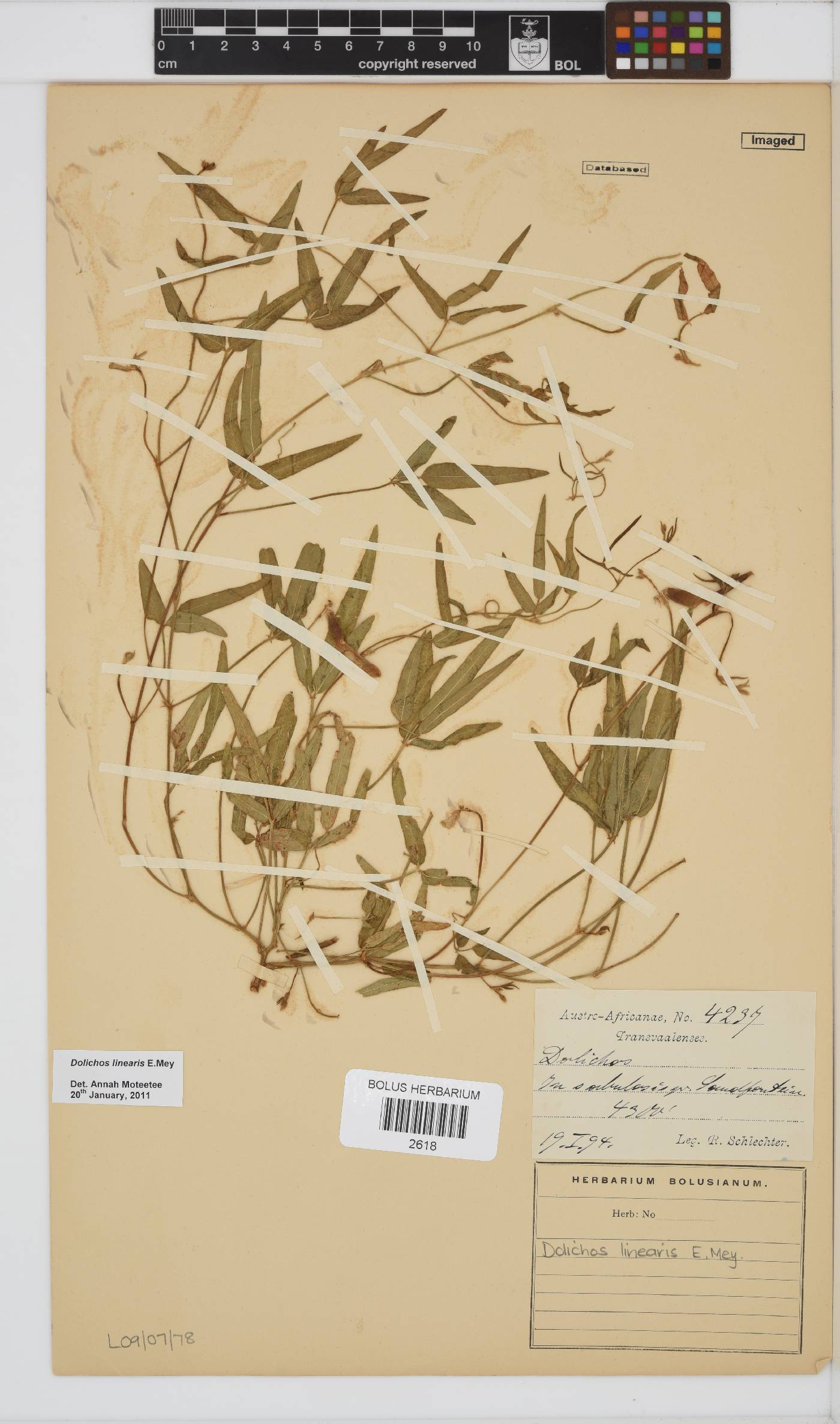 Dolichos linearis image