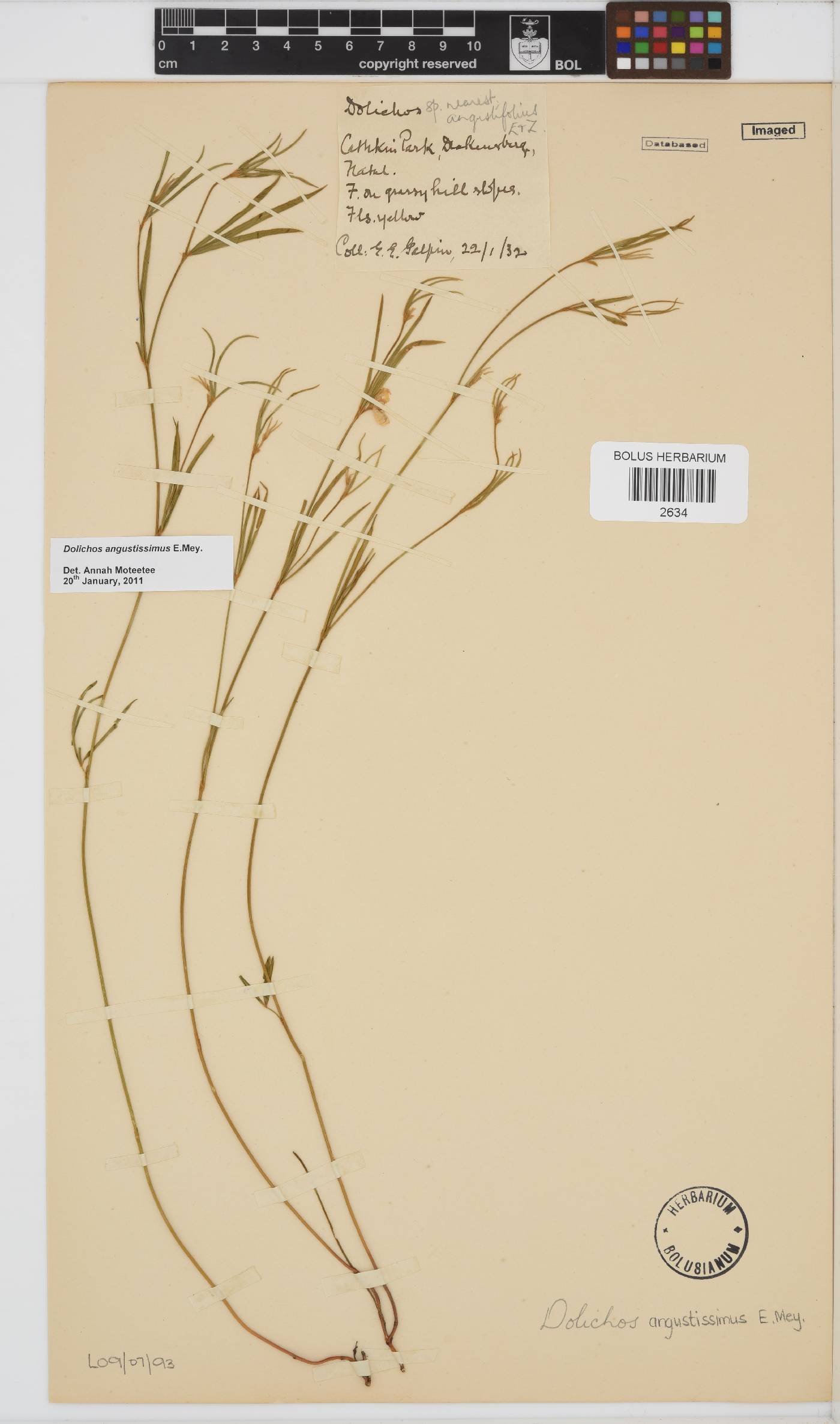 Dolichos angustissimus image