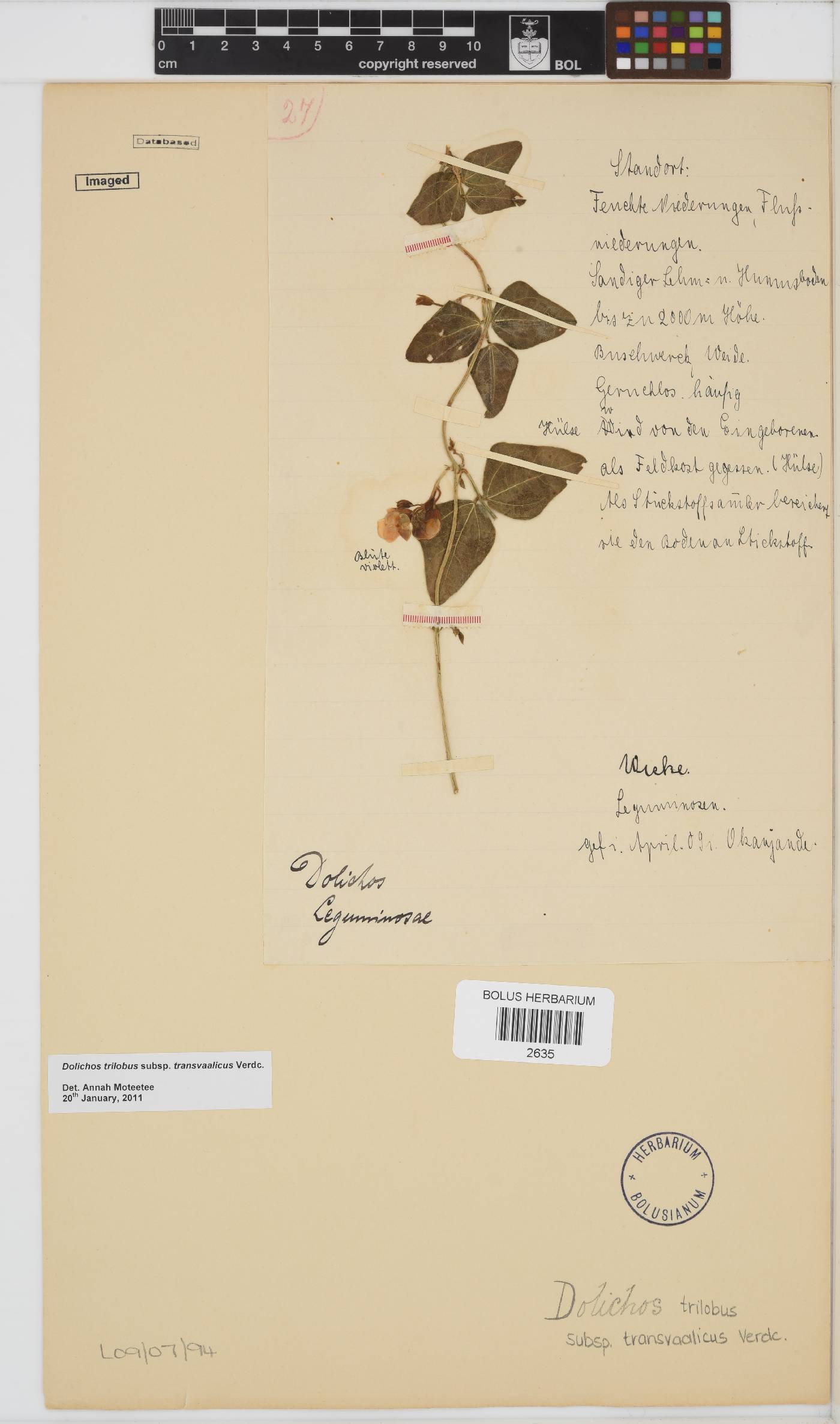 Dolichos trilobus subsp. transvaalicus image