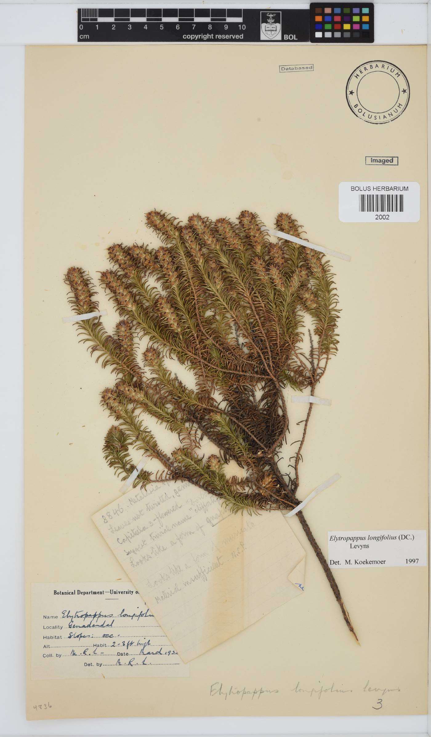 Myrovernix longifolius image