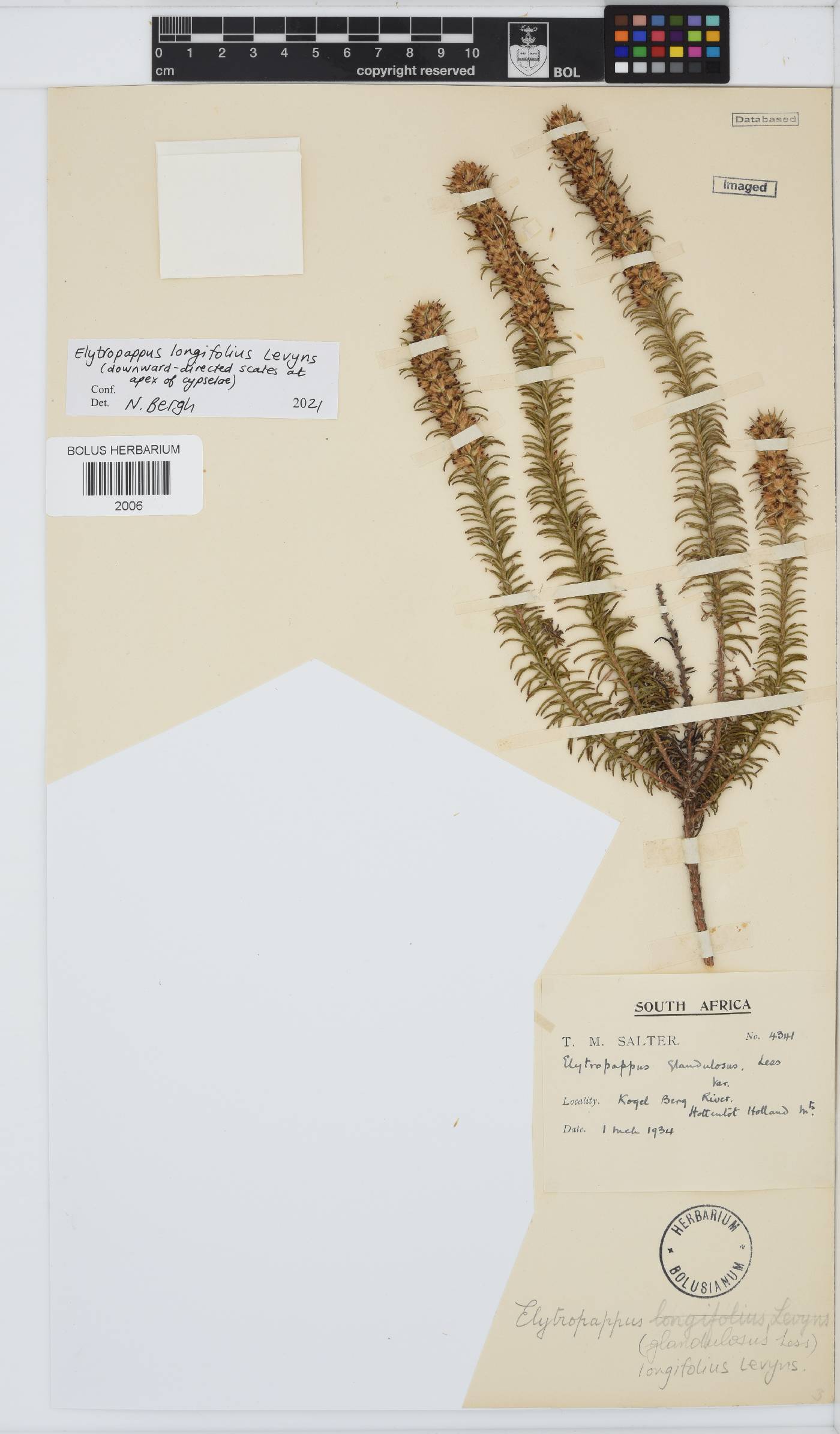 Myrovernix longifolius image