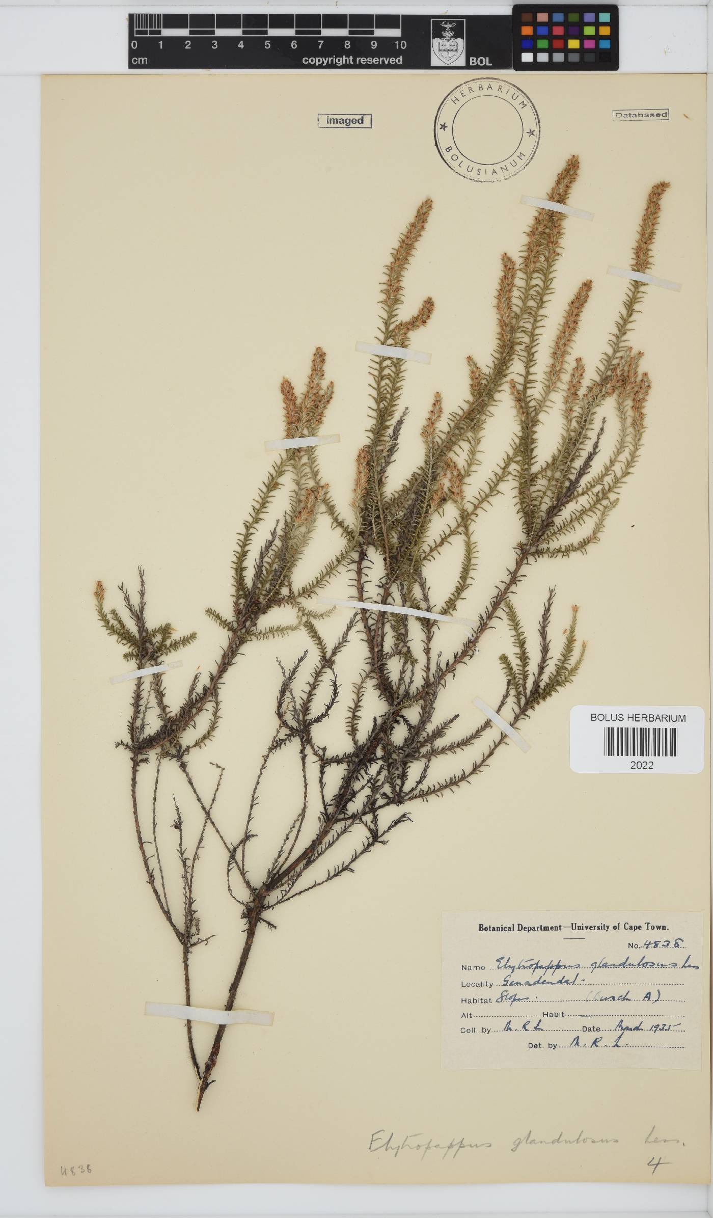 Myrovernix glandulosus image