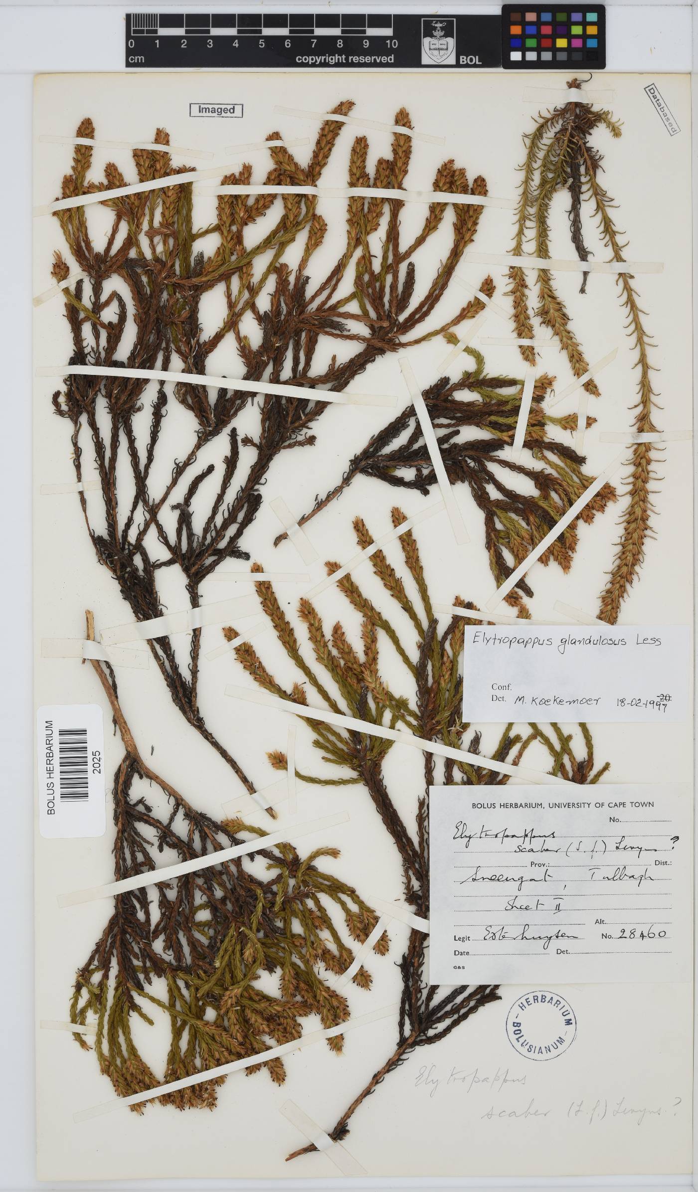 Myrovernix glandulosus image