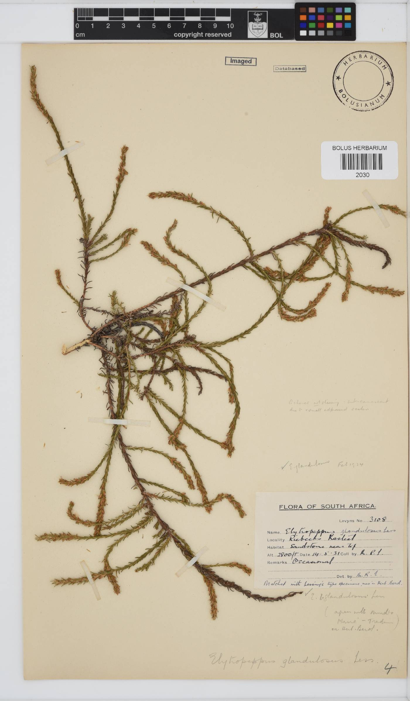 Myrovernix glandulosus image