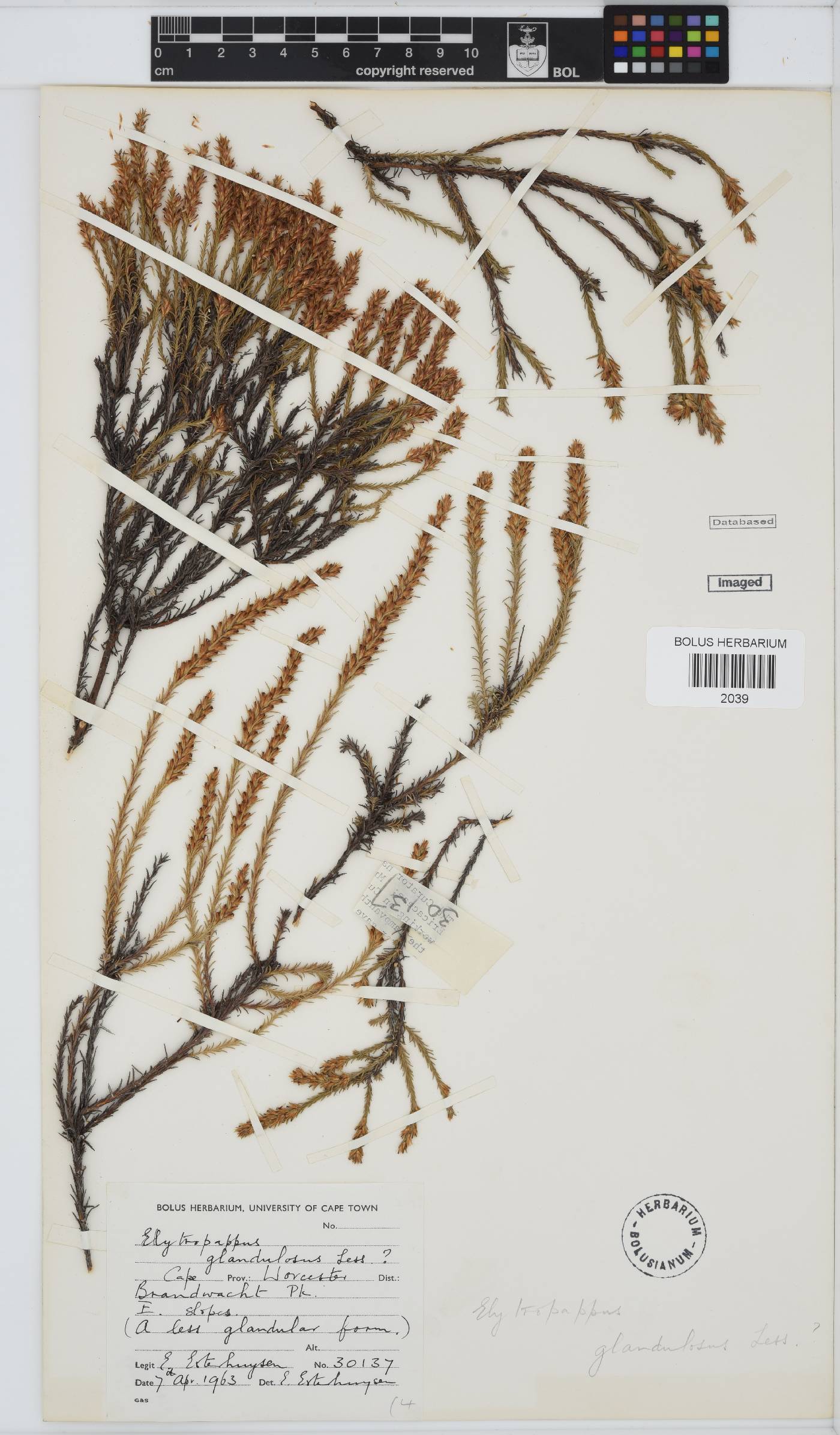 Myrovernix glandulosus image