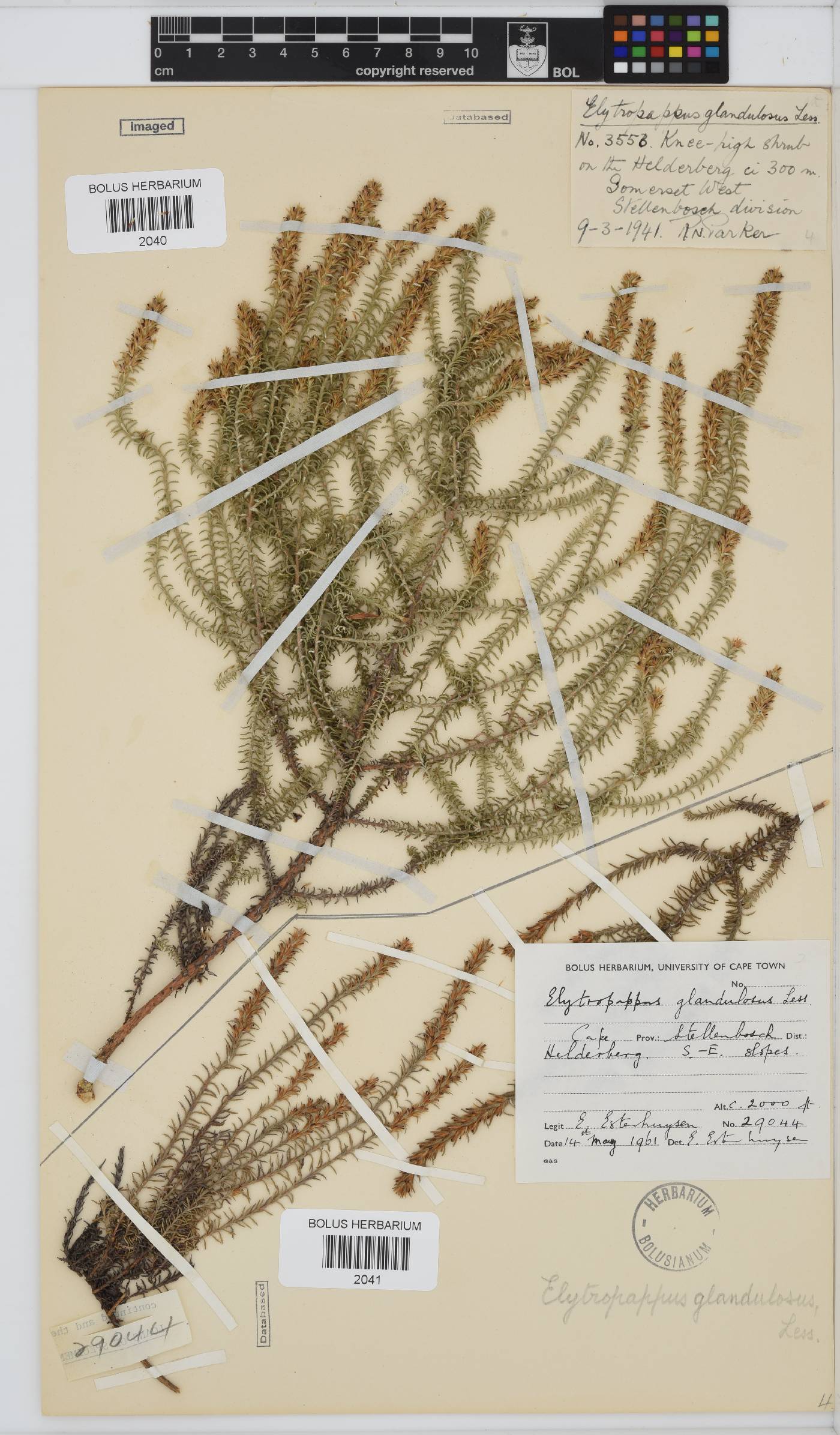 Myrovernix glandulosus image