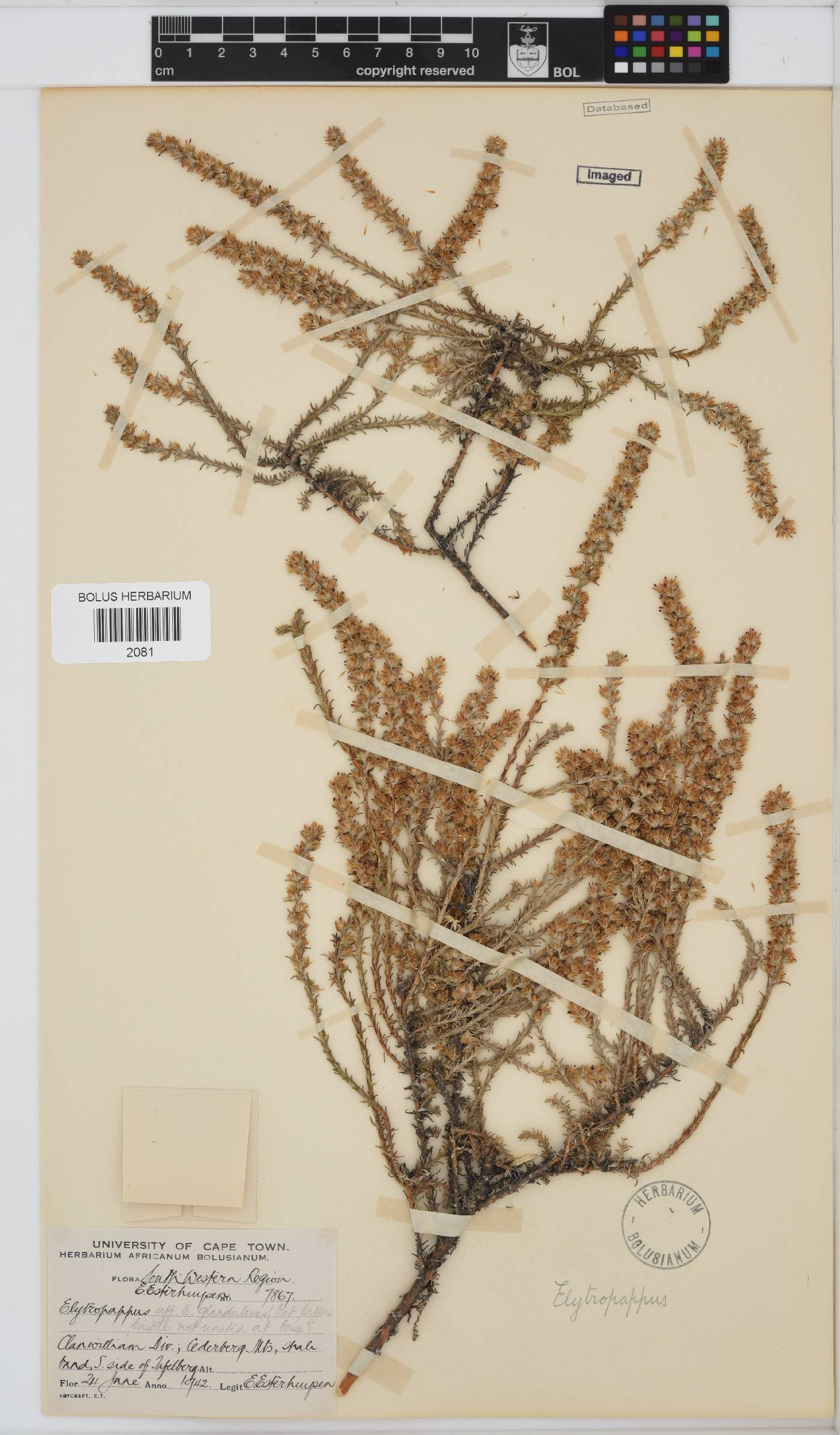 Myrovernix glandulosus image