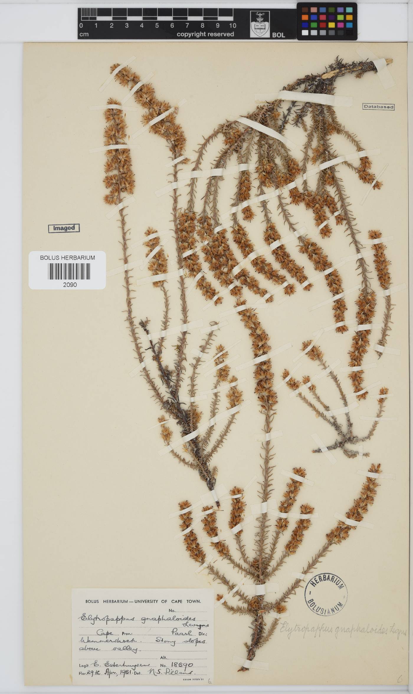 Myrovernix gnaphaloides image