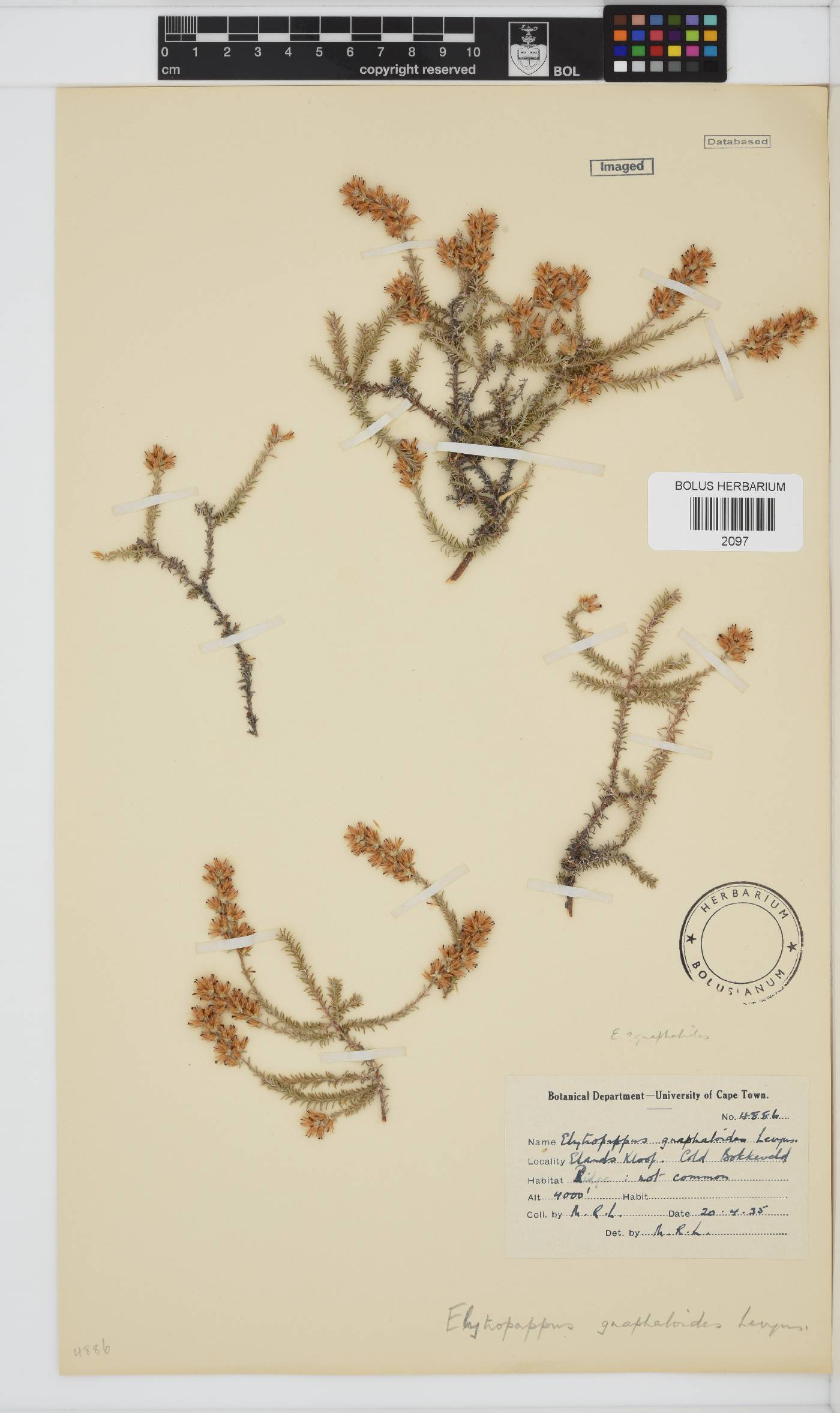 Myrovernix gnaphaloides image