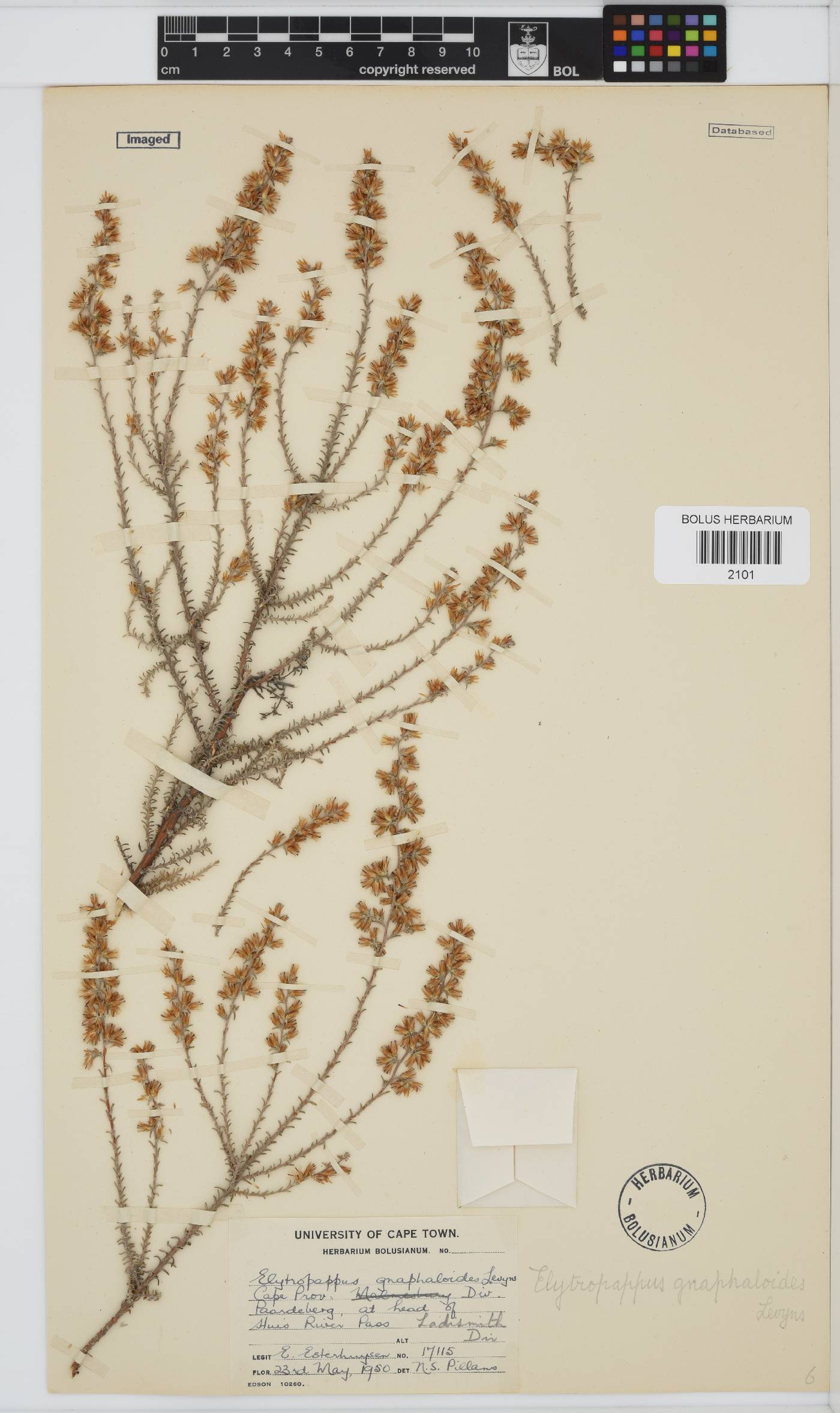 Myrovernix gnaphaloides image