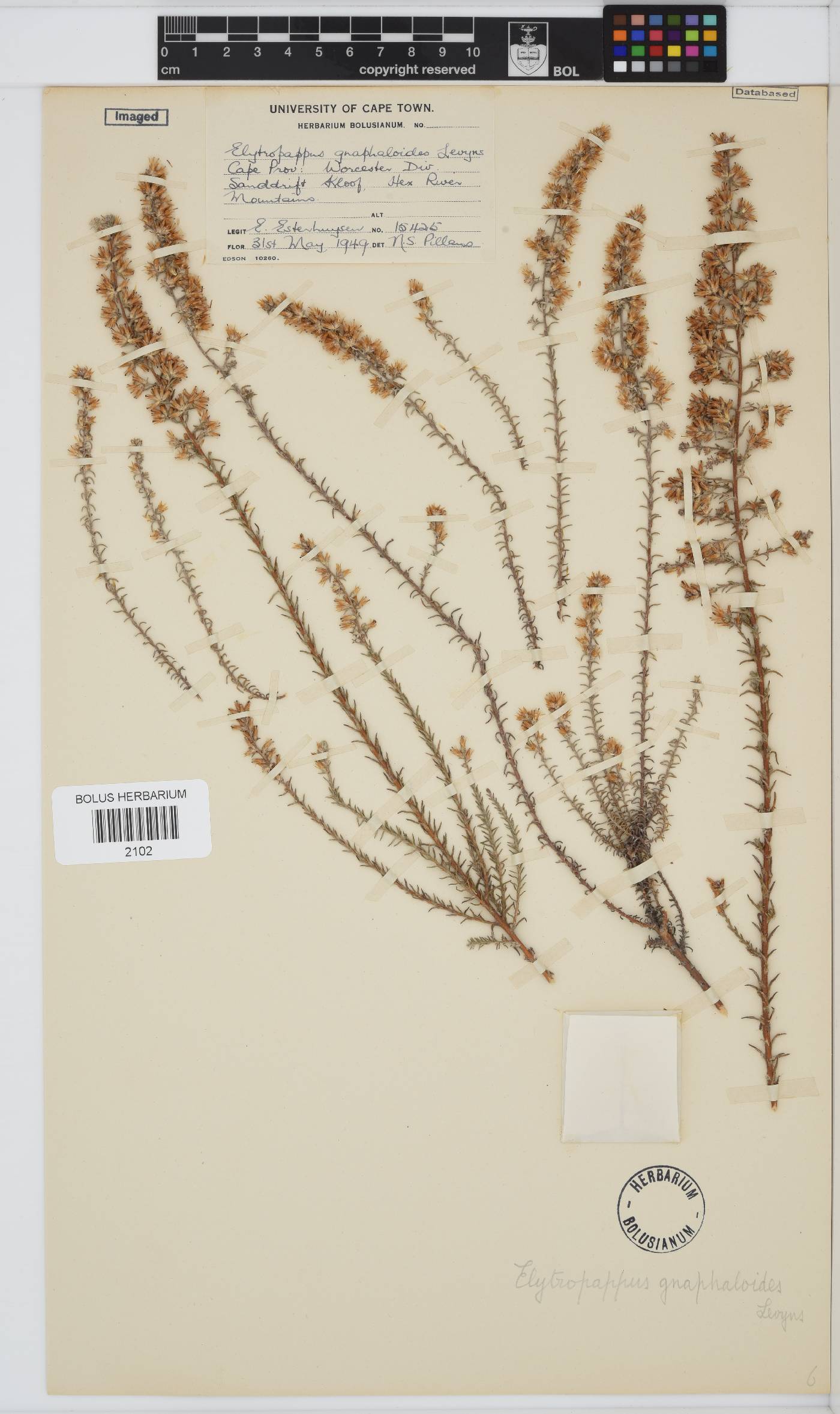 Myrovernix gnaphaloides image