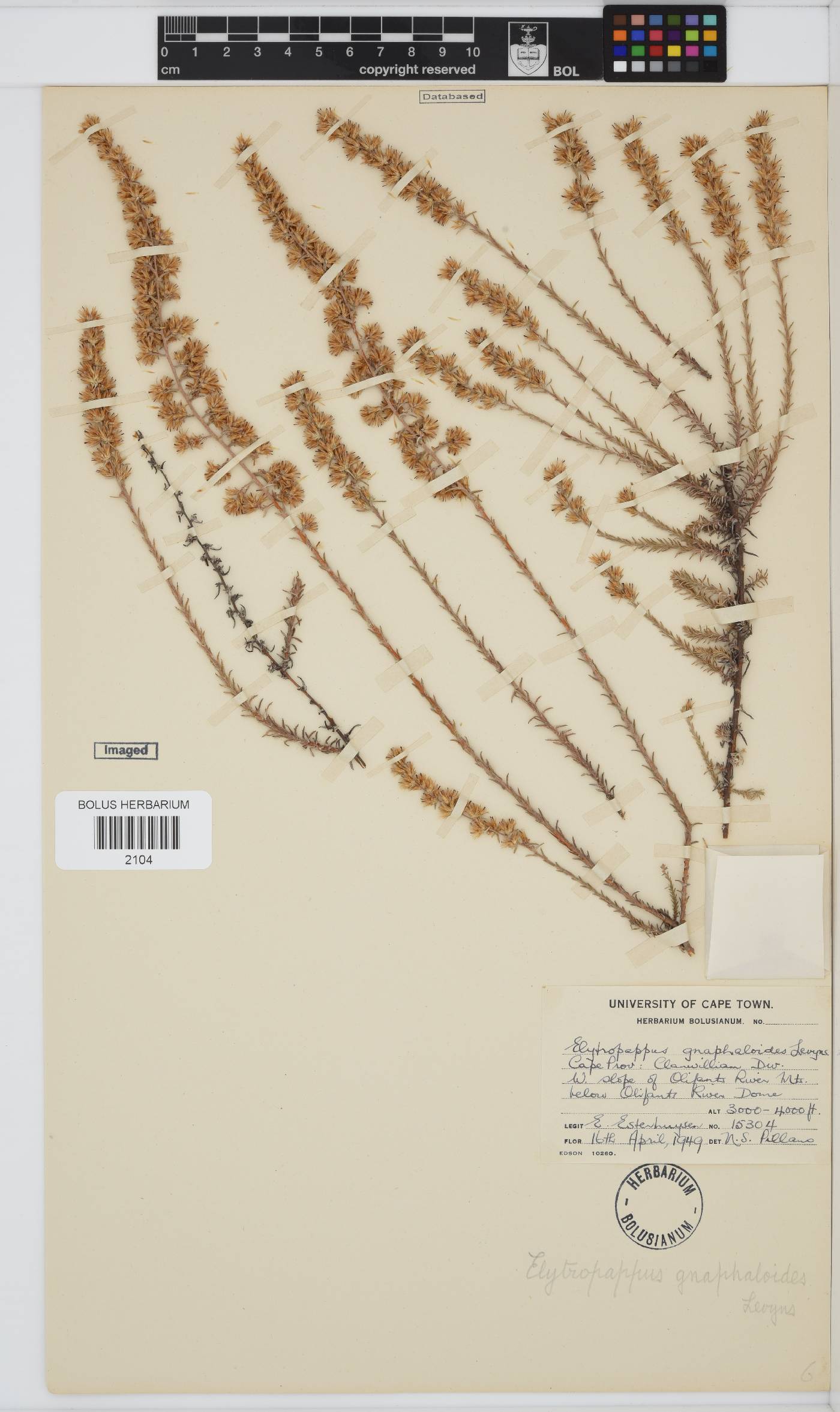 Myrovernix gnaphaloides image