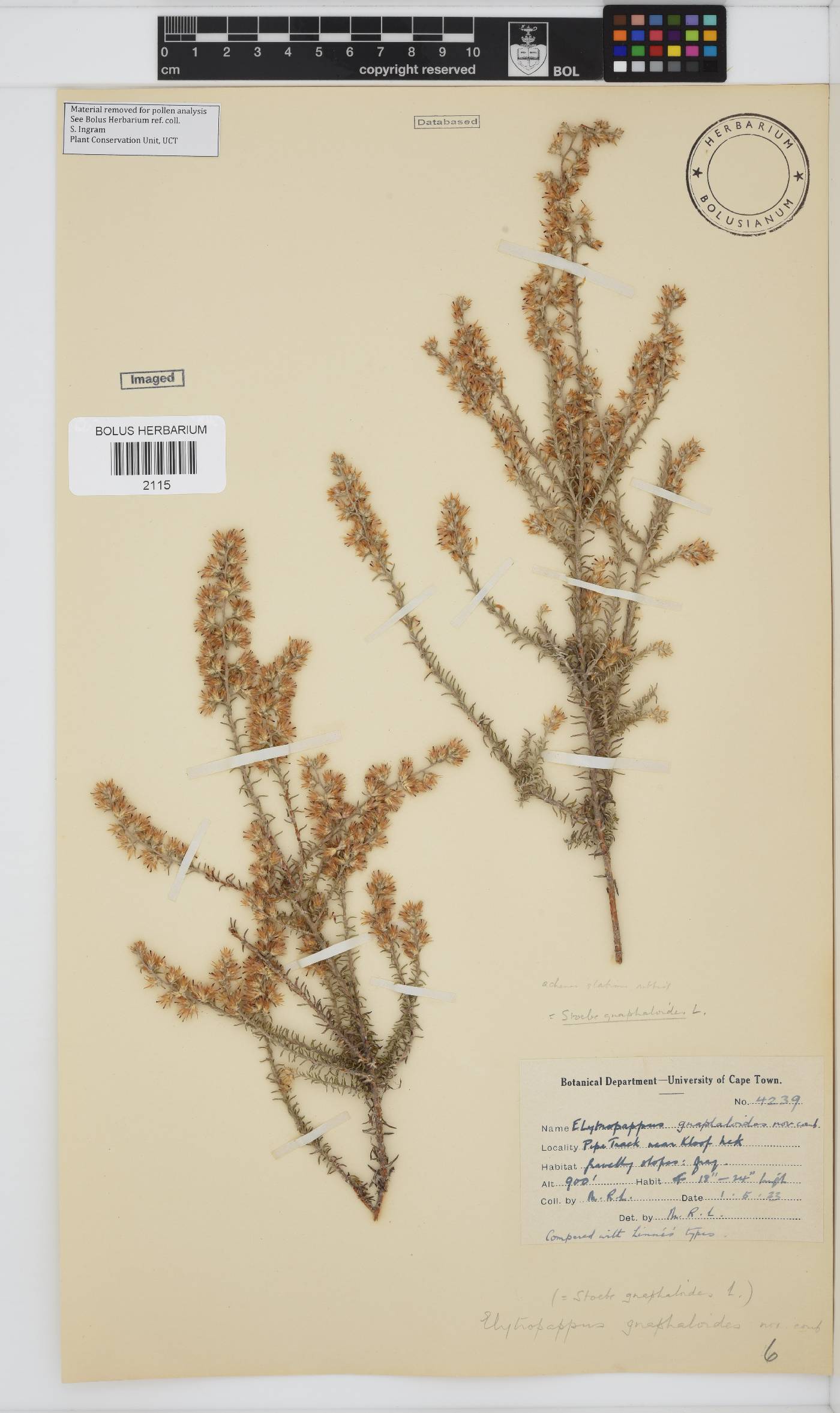 Myrovernix gnaphaloides image