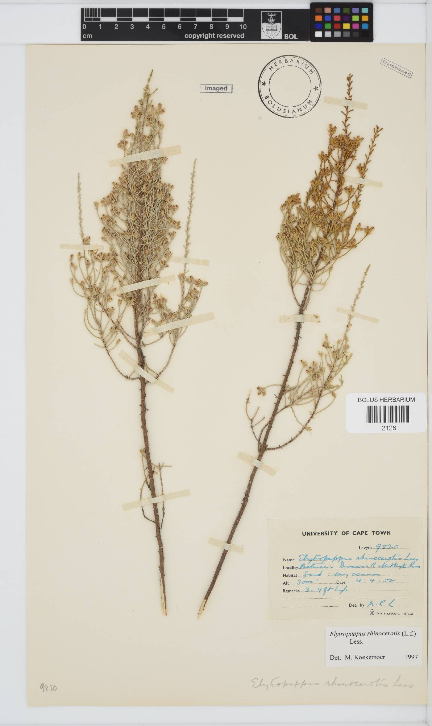 Dicerothamnus rhinocerotis image