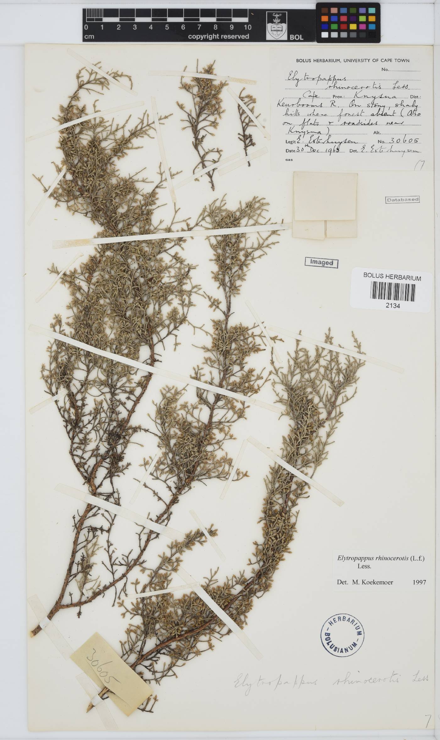 Dicerothamnus rhinocerotis image