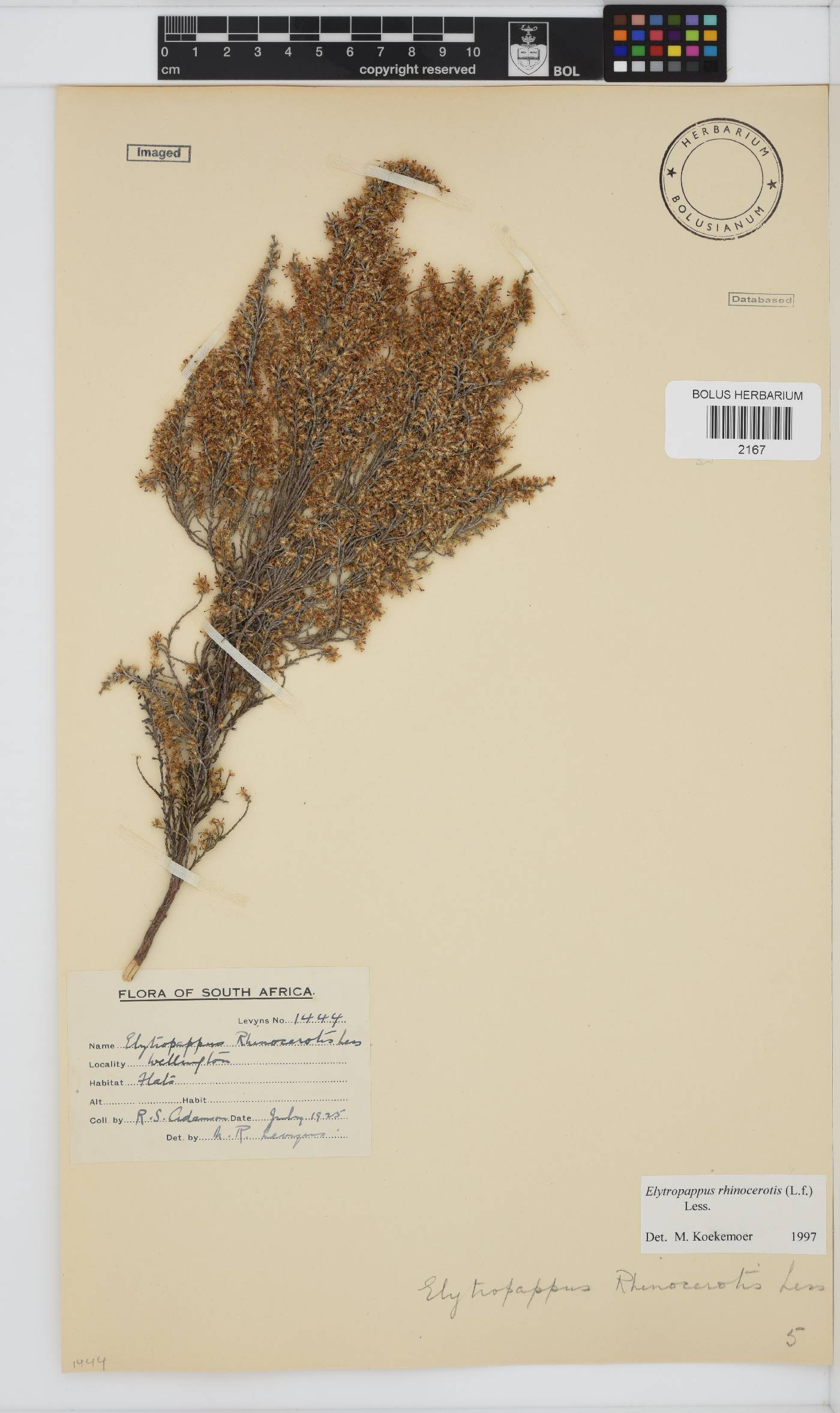 Dicerothamnus rhinocerotis image
