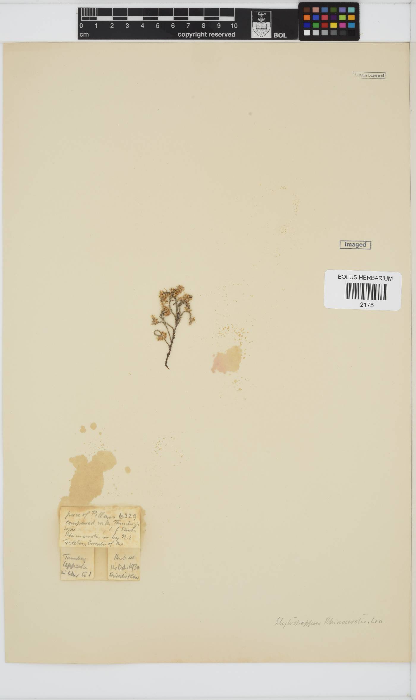 Dicerothamnus image