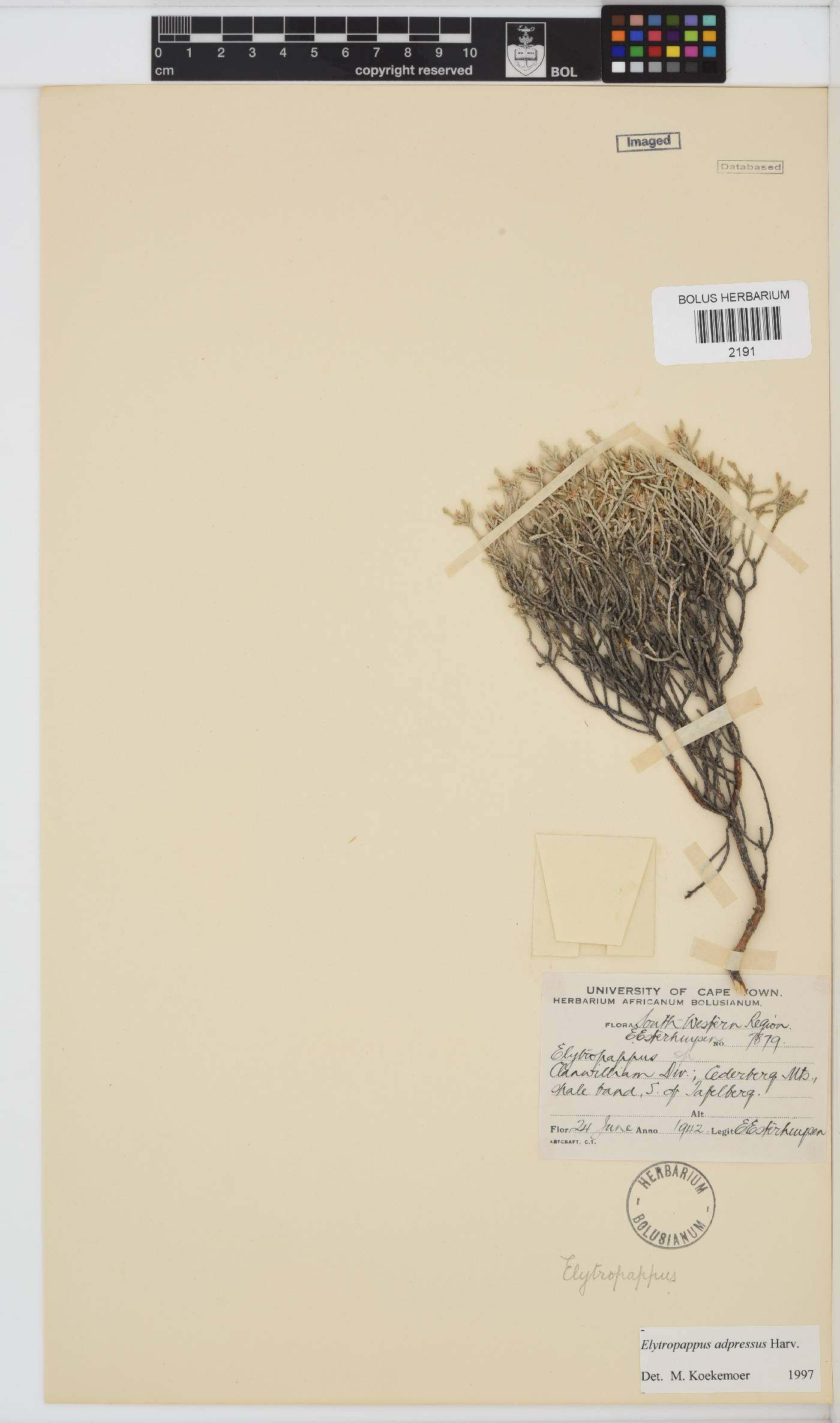 Dicerothamnus adpressus image