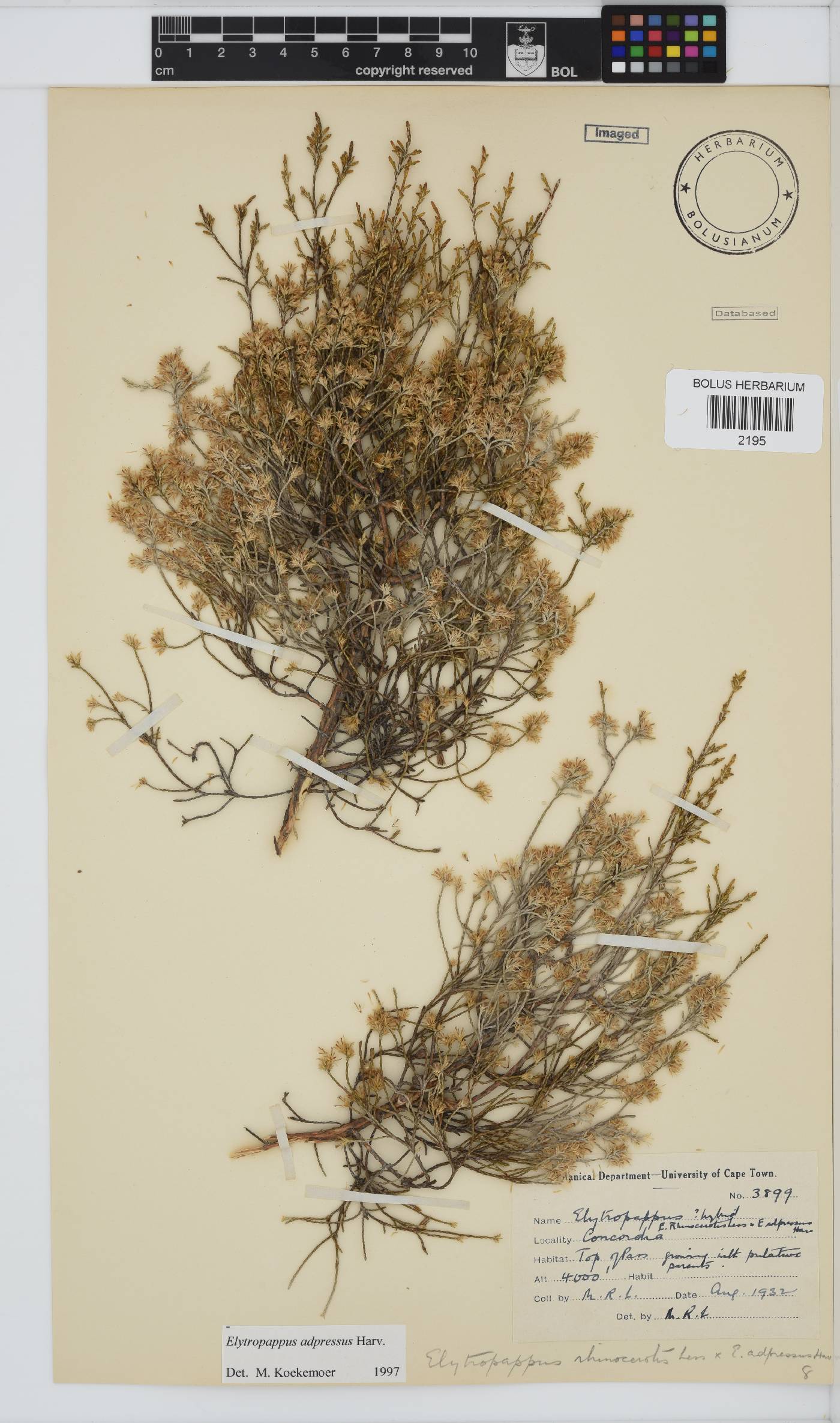 Dicerothamnus adpressus image