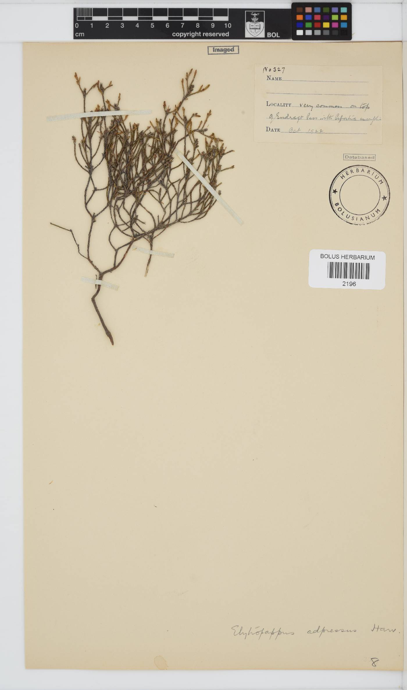 Dicerothamnus adpressus image