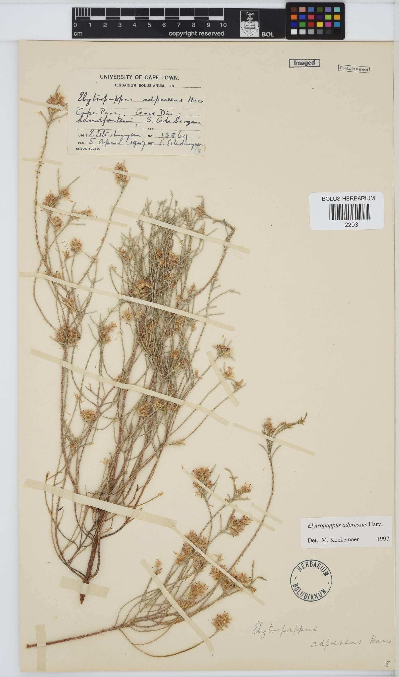 Dicerothamnus adpressus image