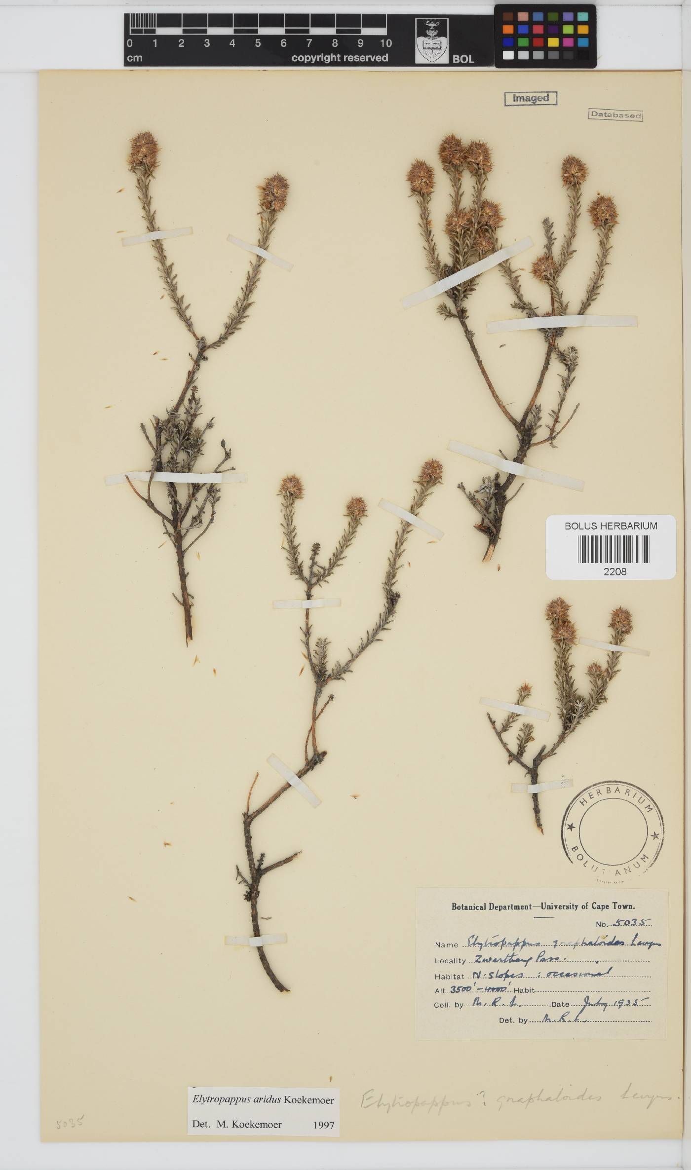 Elytropappus aridus image