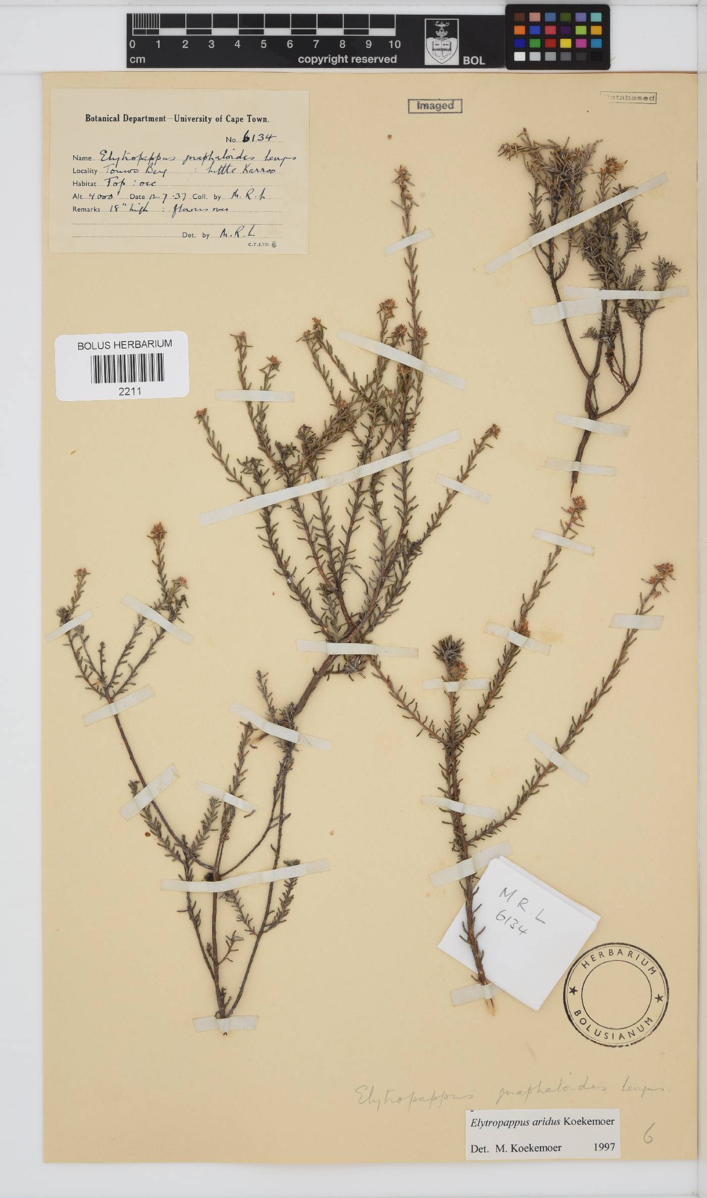 Elytropappus aridus image