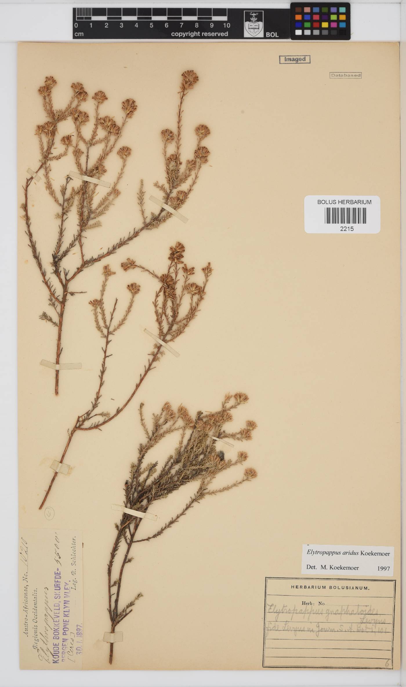 Elytropappus aridus image